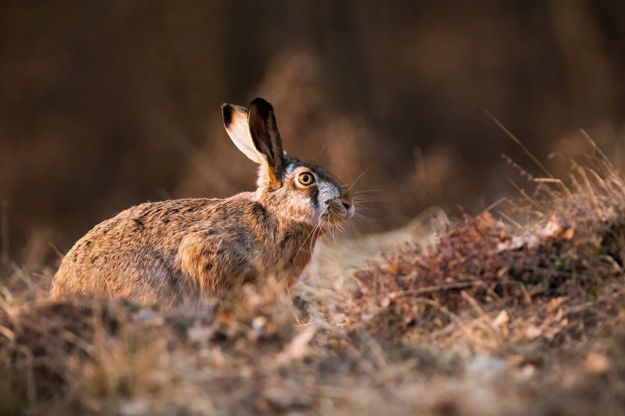 Deadly Rabbit Virus Confirmed in Montana After Multiple Wild Rabbits Test Positive