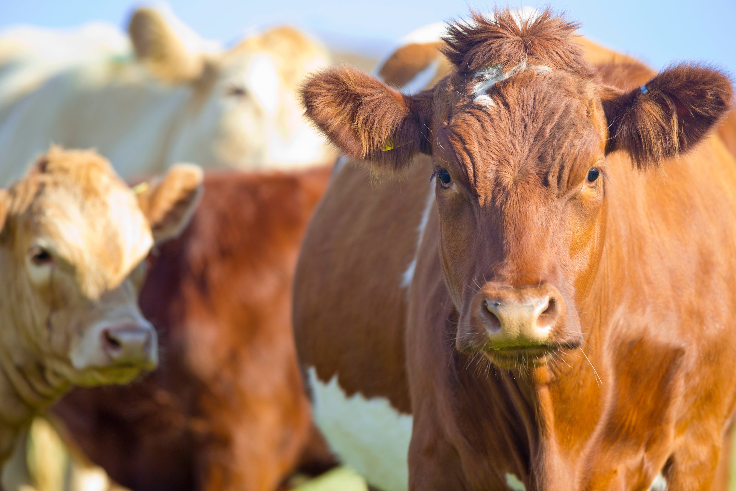 New Cattle Virus Discovered in Europe as Scientists Race to Understand Emerging Orthobunyavirus