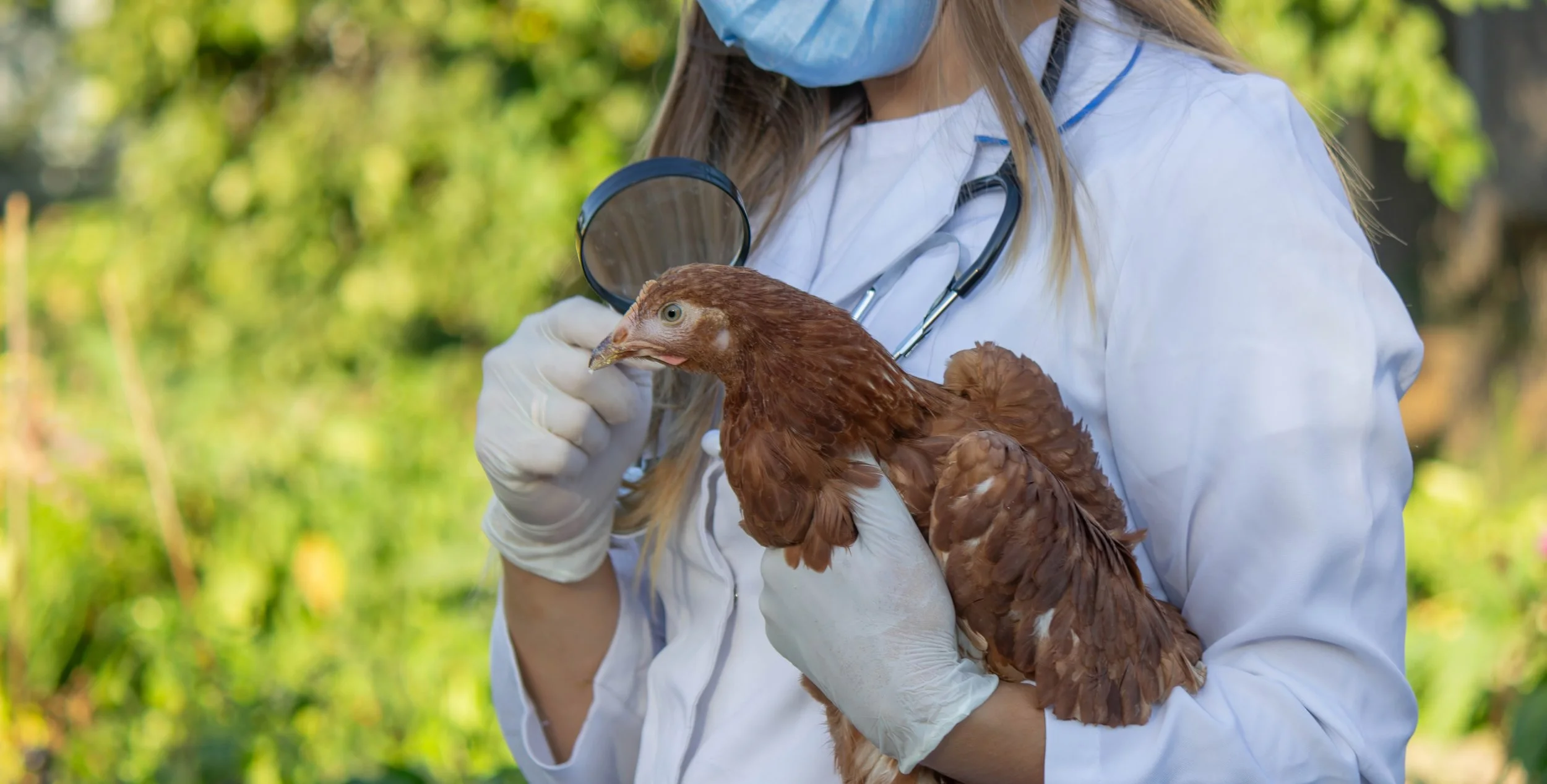 Australia Braces for Bird Flu Crisis as Scientists Warn of Mass Wildlife Deaths