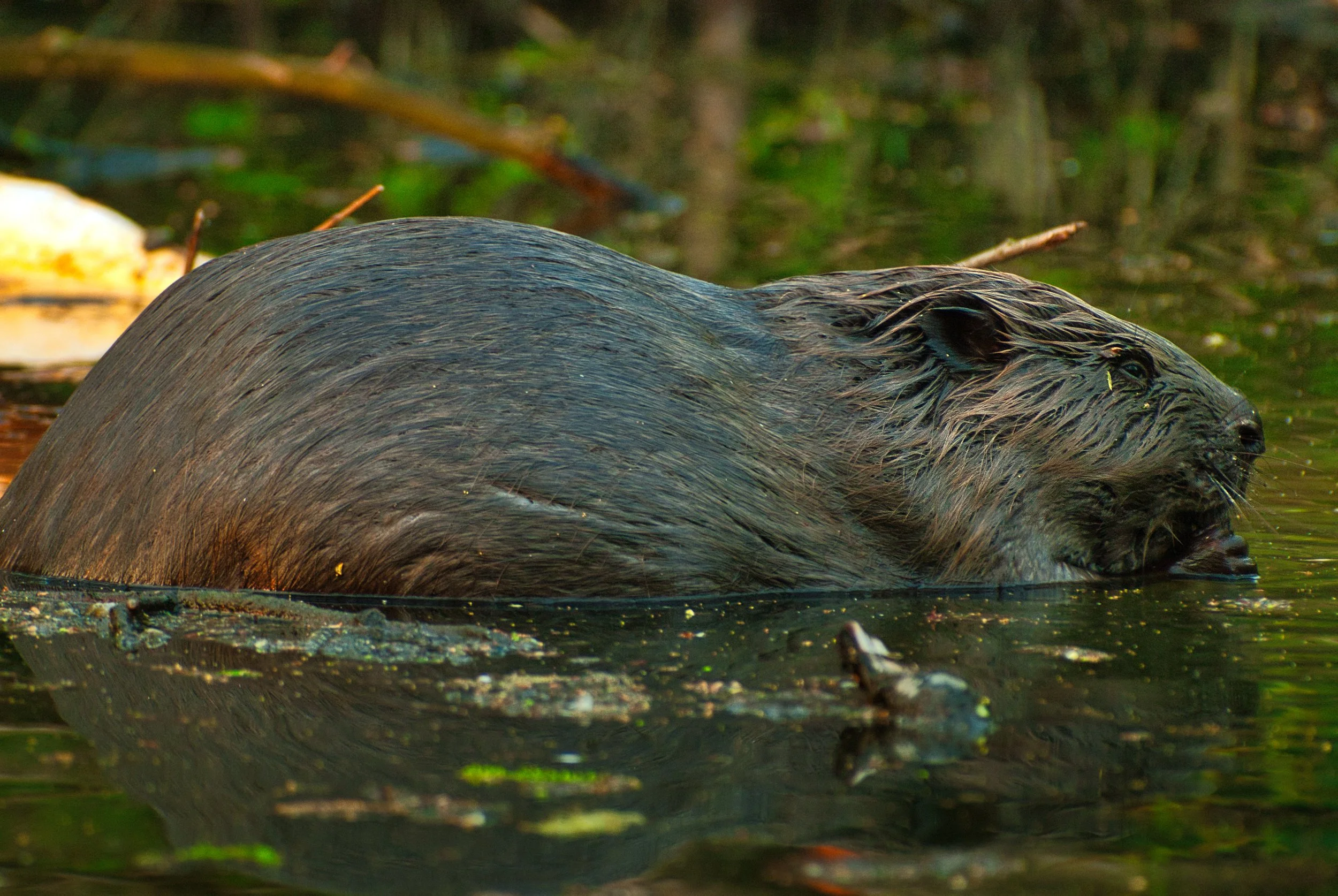 Second Rabid Beaver Confirmed at Maryland State Park After Man Is Attacked While Fishing