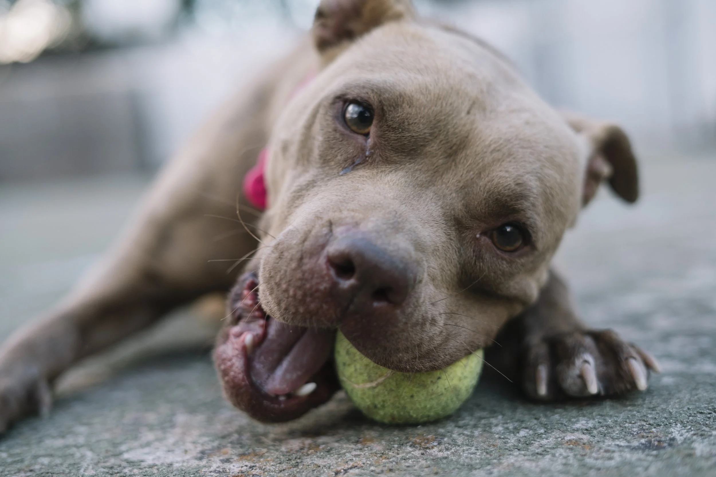 Prepared, not panicked: An owner’s guide to choking emergency responses