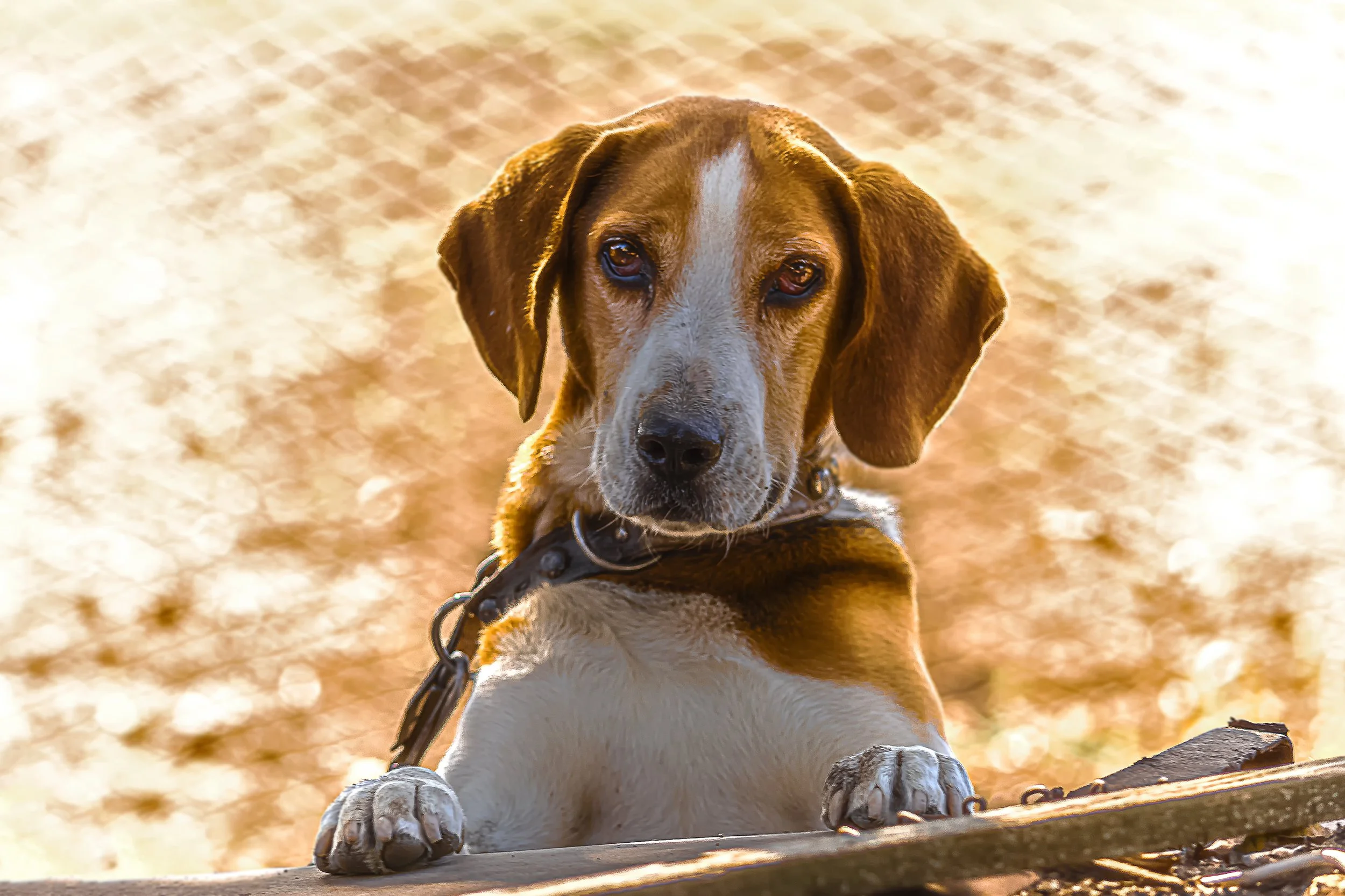 Could Gene-Edited Dogs Finally End Pet Allergies? Meet the Beagles That Could Change Everything