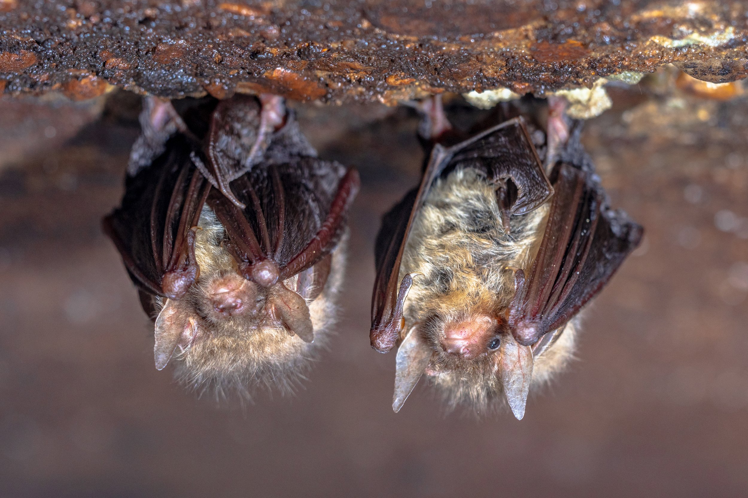 Could Vampire Bats End Up Carrying Chronic Wasting Disease? One Researcher Thinks It's Worth Asking Now