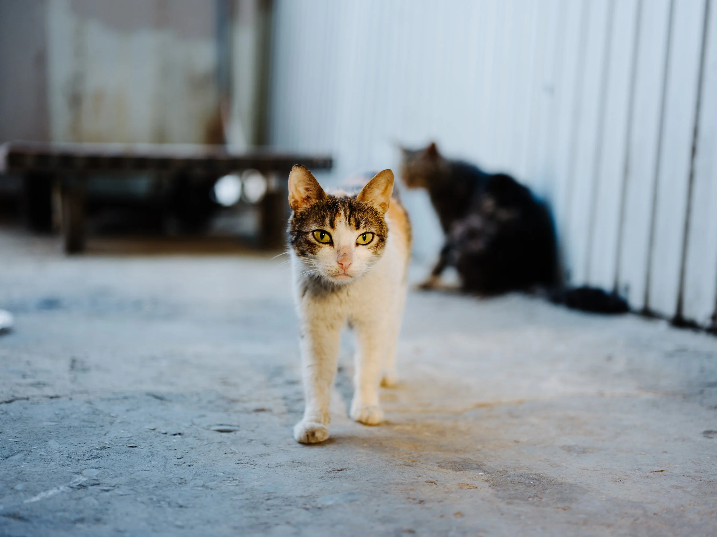 Nearly Half the Cats in One Kampala Study Have Been Exposed to Toxoplasma