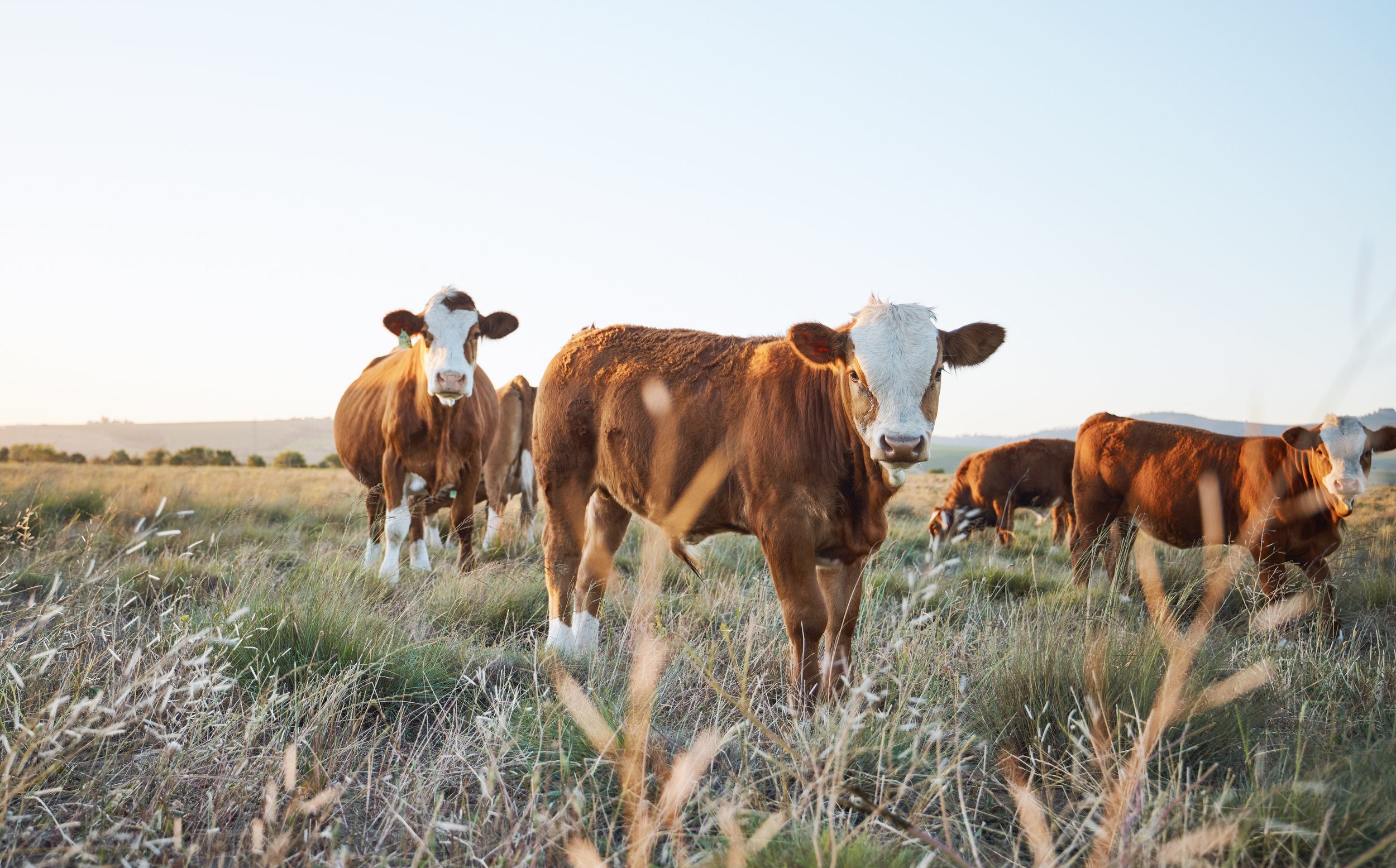 A Nebraska Lab May Have Found the H5N1 Vaccine Cattle Have Been Waiting For
