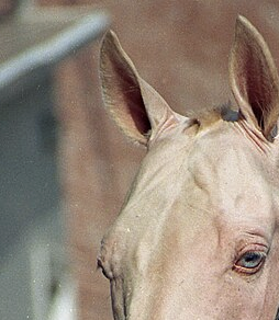 One Line In A Federal Report: What A Euthanized Cremello Colt Reveals About Wild Horse Welfare Transparency