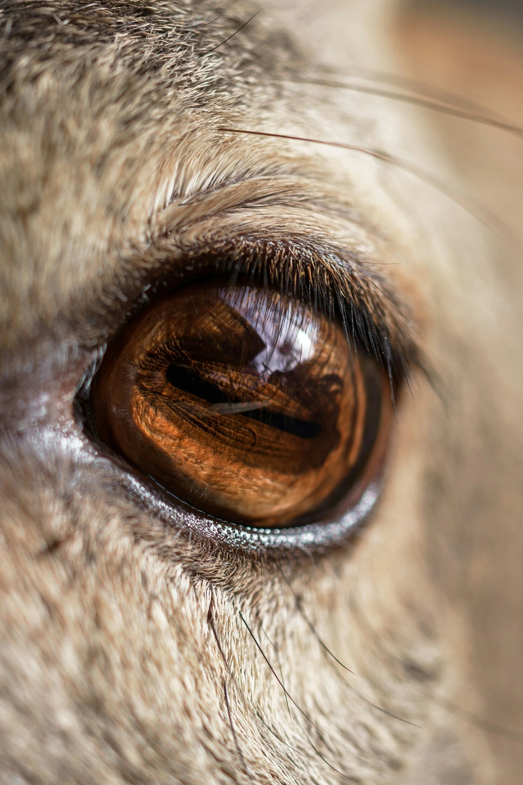 Anatomy and physiology of the cornea&nbsp;