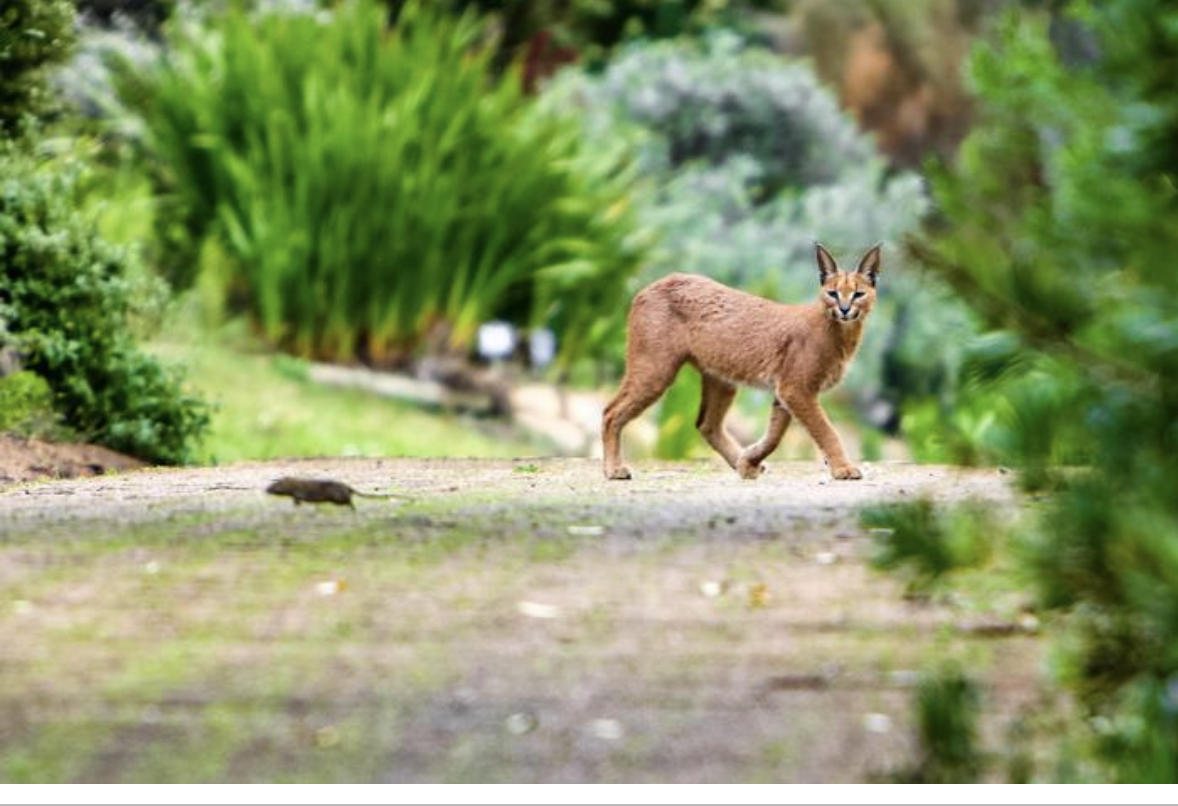 Cape Town’s caracals expose a hidden rat poison problem for the city’s wildlife
