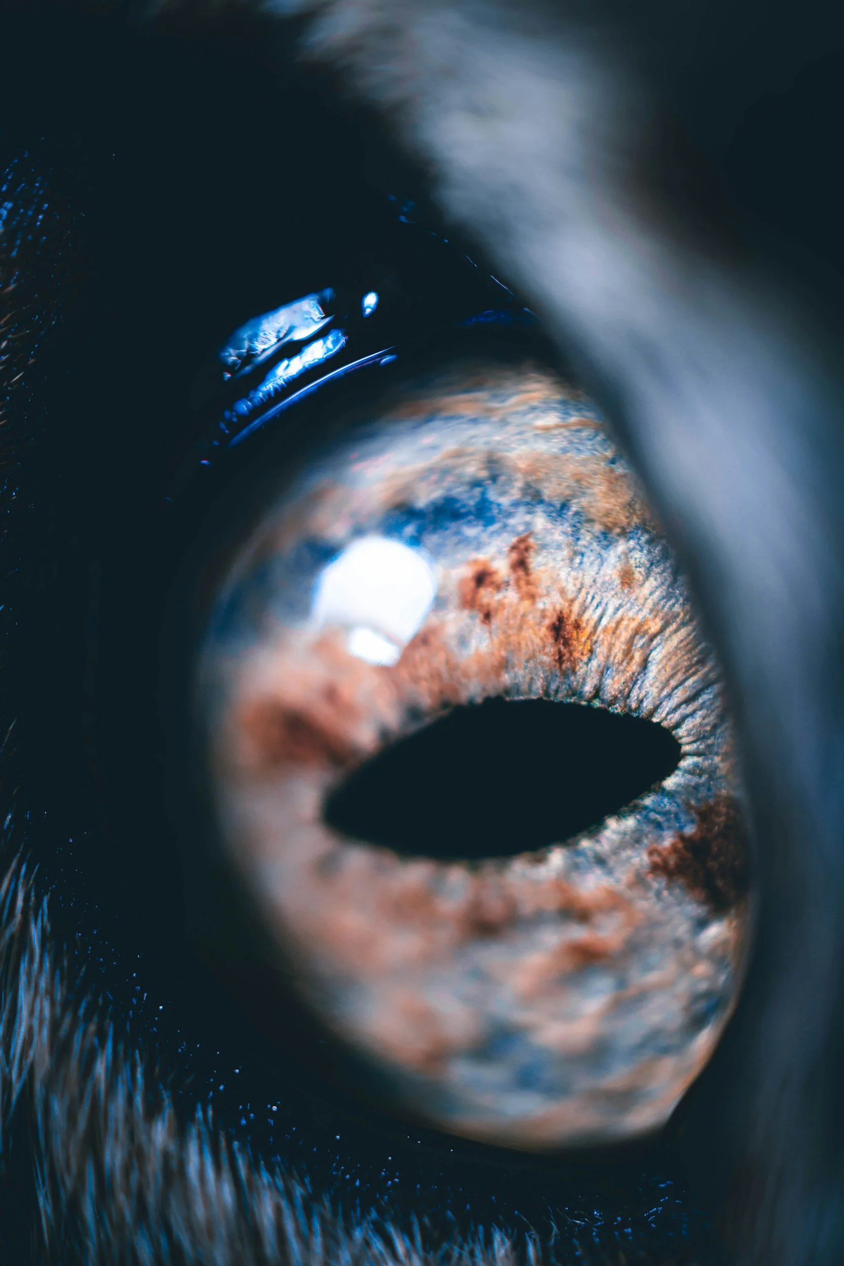What causes mysterious black eye lesions in cats? Researchers find new clues