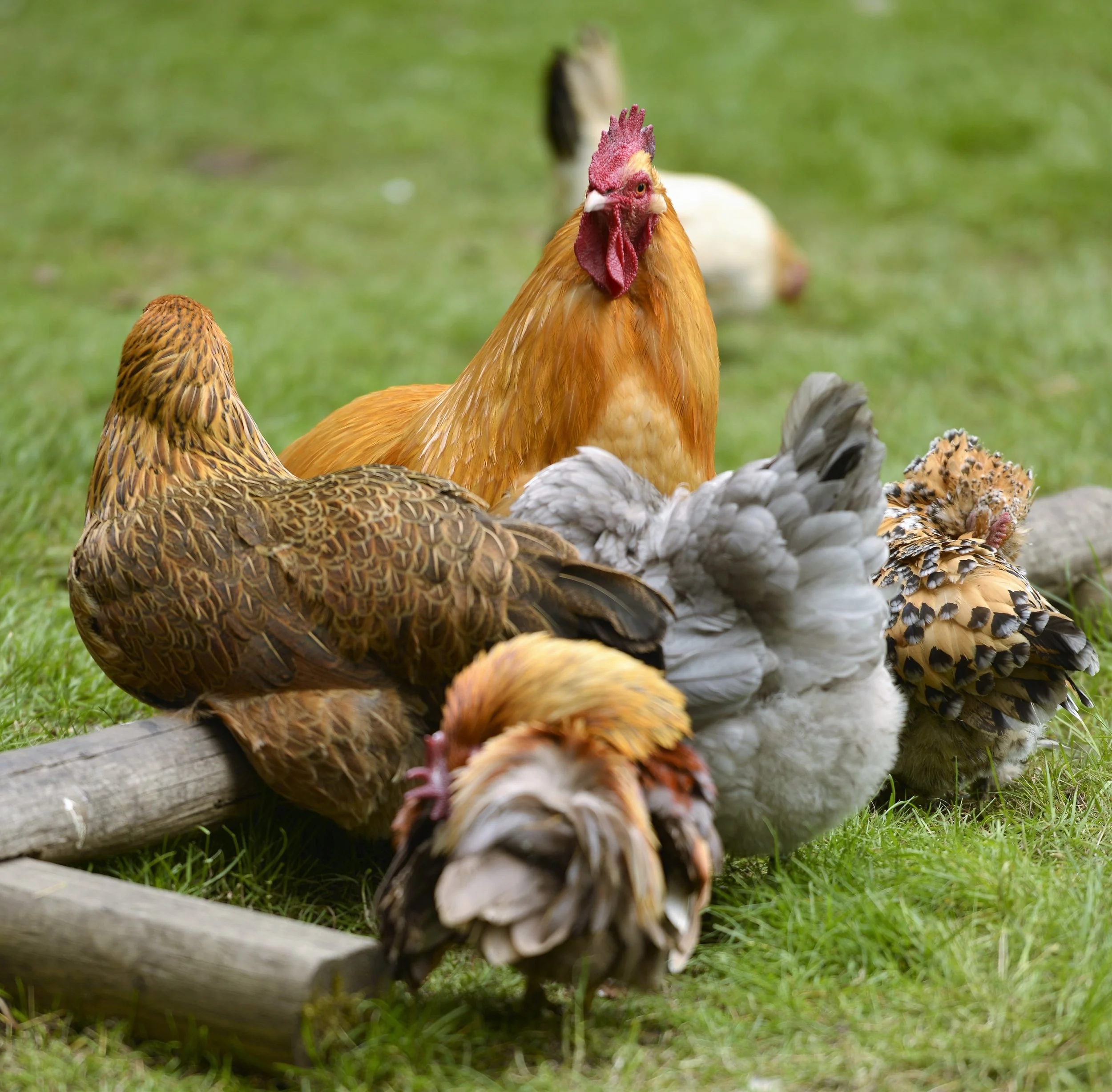 How does a deadly chicken virus escape vaccines designed to slow it?