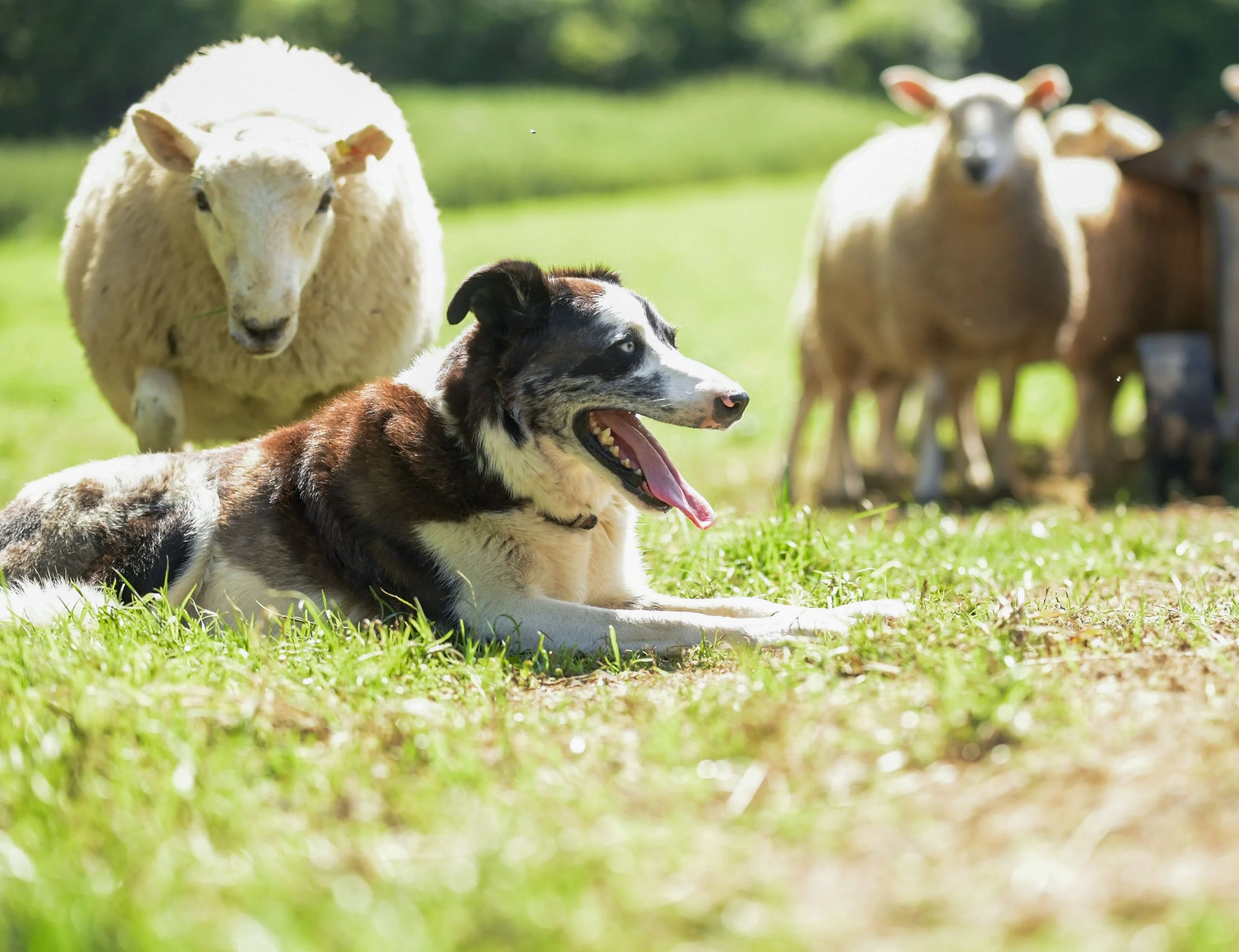 Farm dog spread of life-endangering worm disease investigated