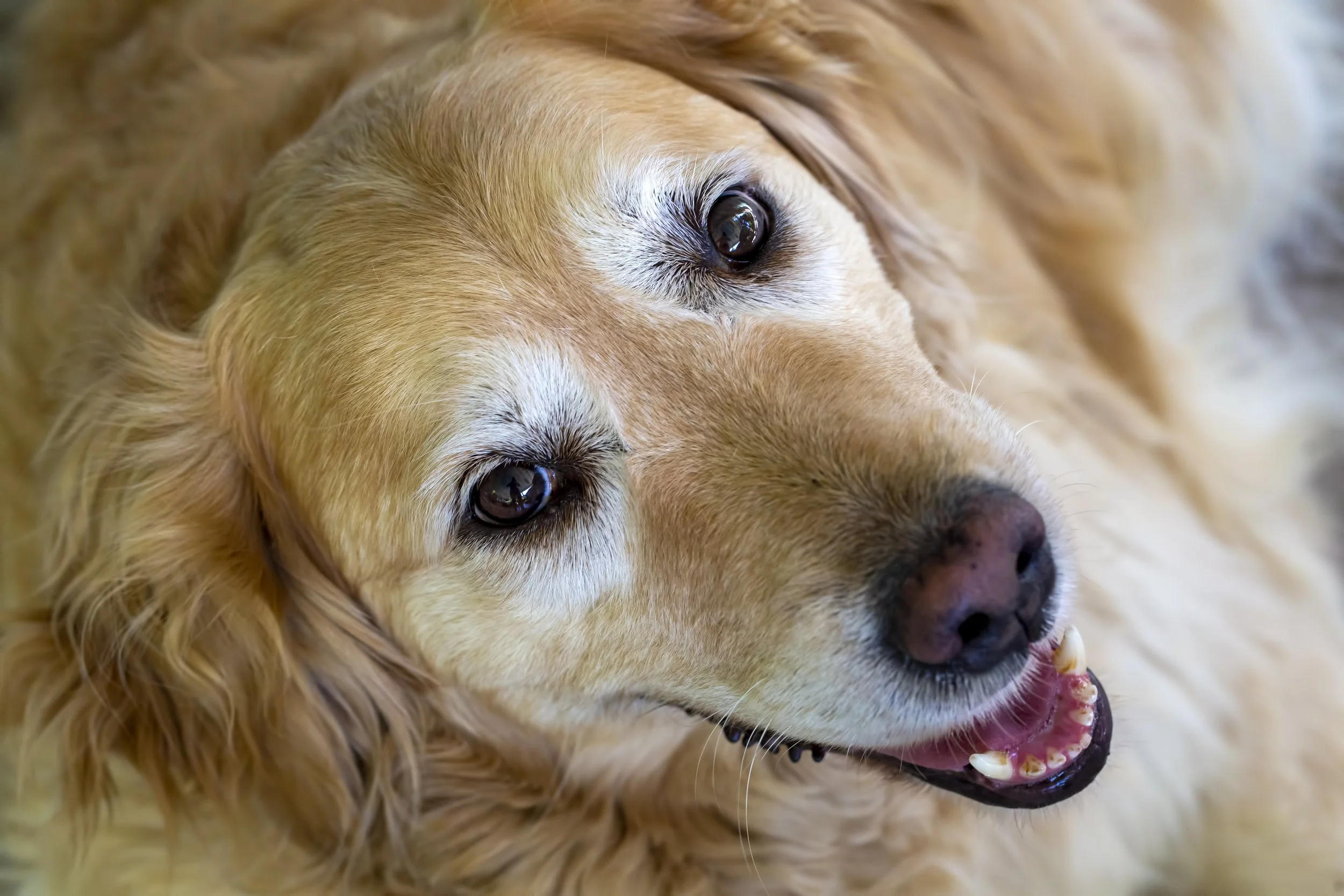 That -Year-Old Dog May Be More “Senior” Than You Think