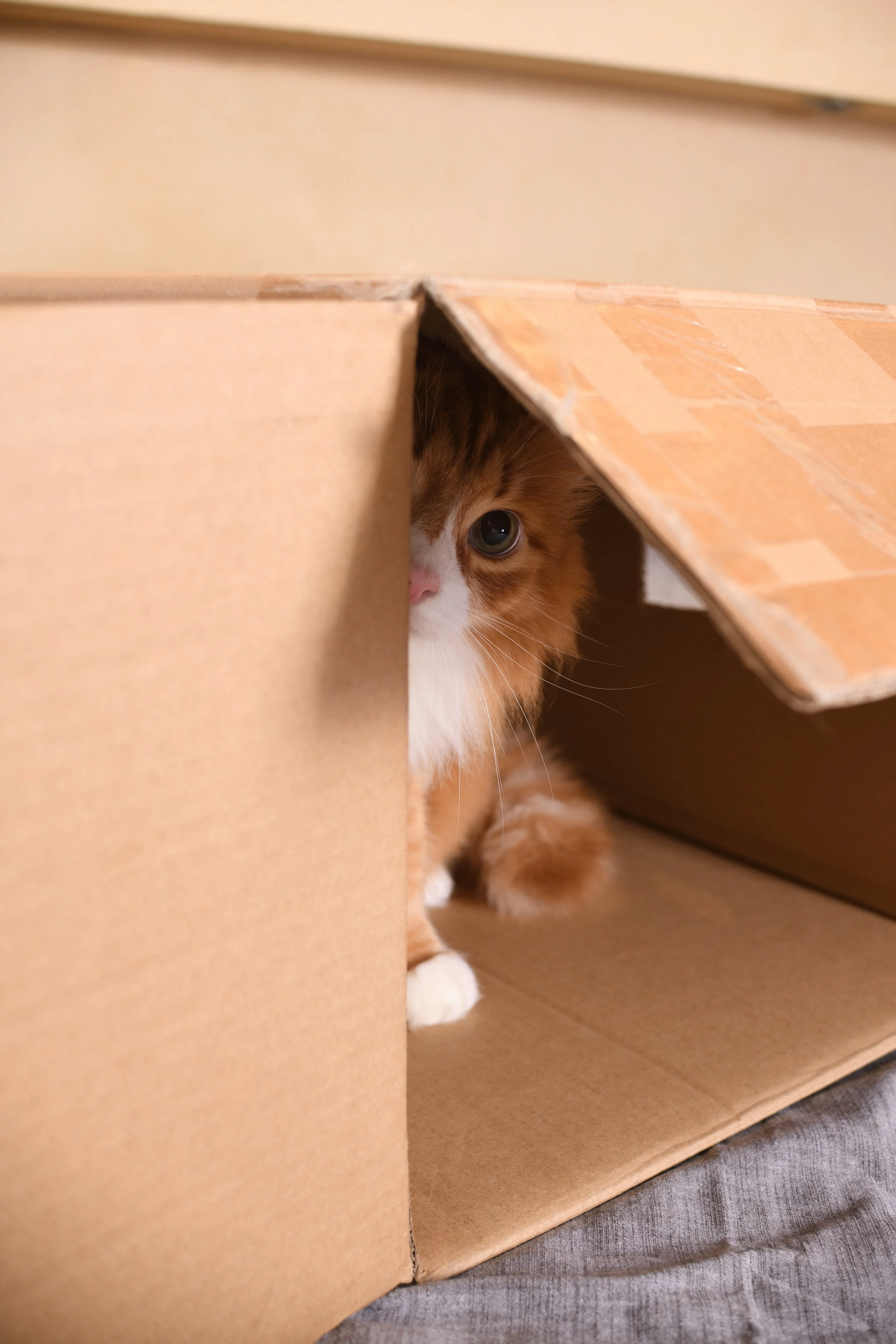 From a Better Cat Hideaway to AI That Predicts Disease: Four Ideas Changing Veterinary Care