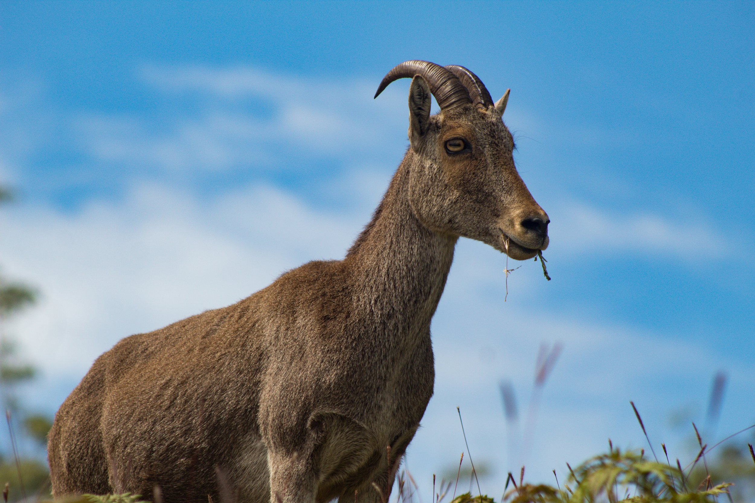 Anthrax Confirmed in Texas Goat as Officials Warn Ranchers to Watch Livestock Closely