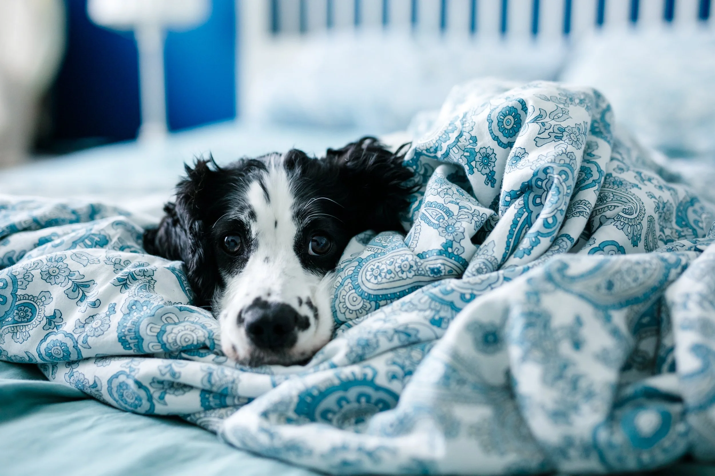 Purina Launches New Two-Step FortiFlora Kit for Dogs and Cats With Diarrhea