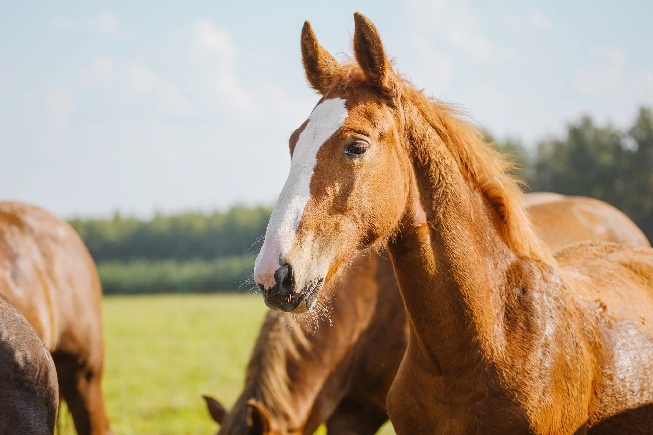EEE Is Back in Massachusetts Mosquitoes. Here’s What Veterinarians and Horse Owners Need to Know