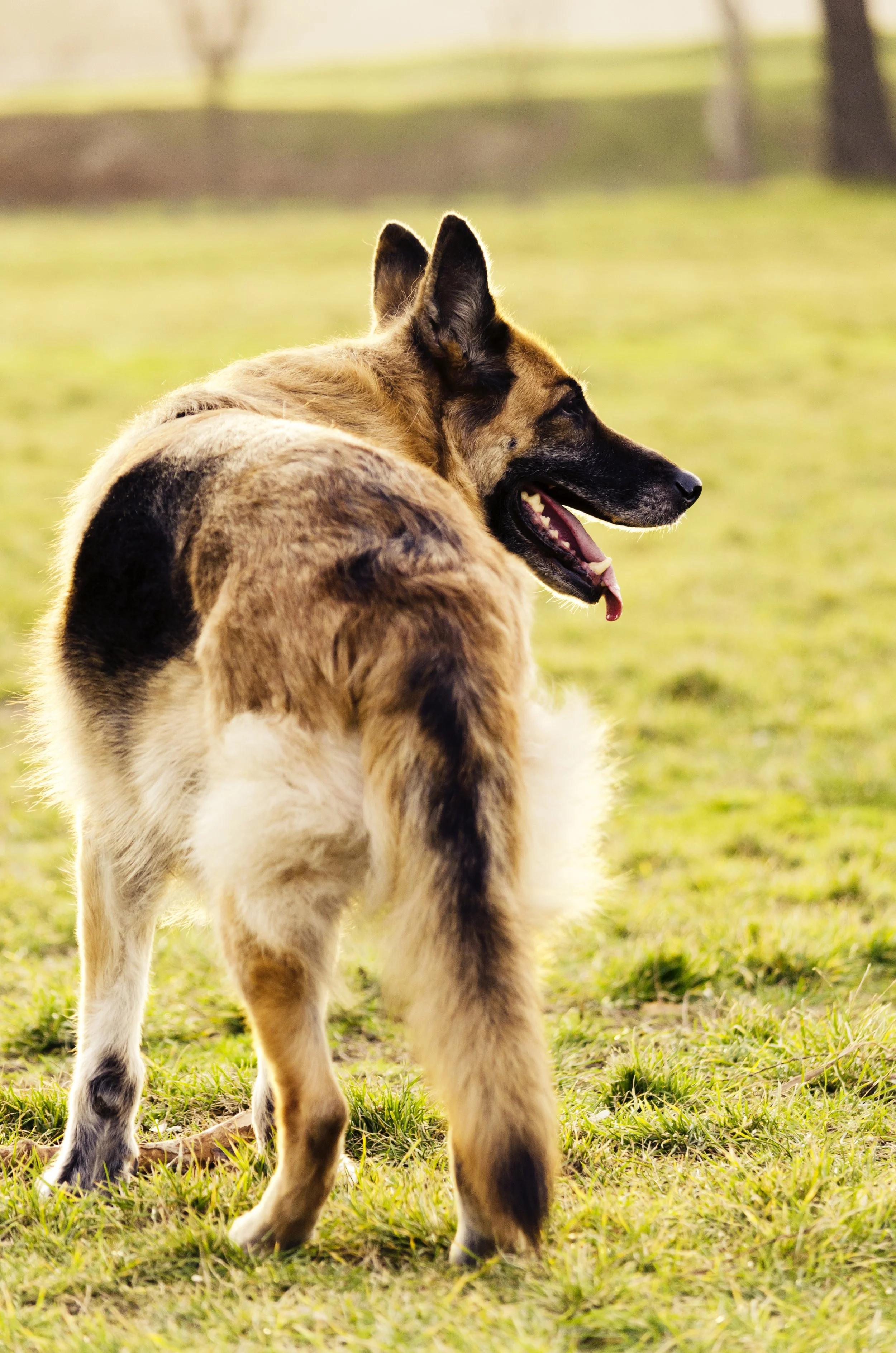 Could a Tiny Electrical Charge Help Regrow Cartilage? This UConn Technology Is Headed for Veterinary Medicine