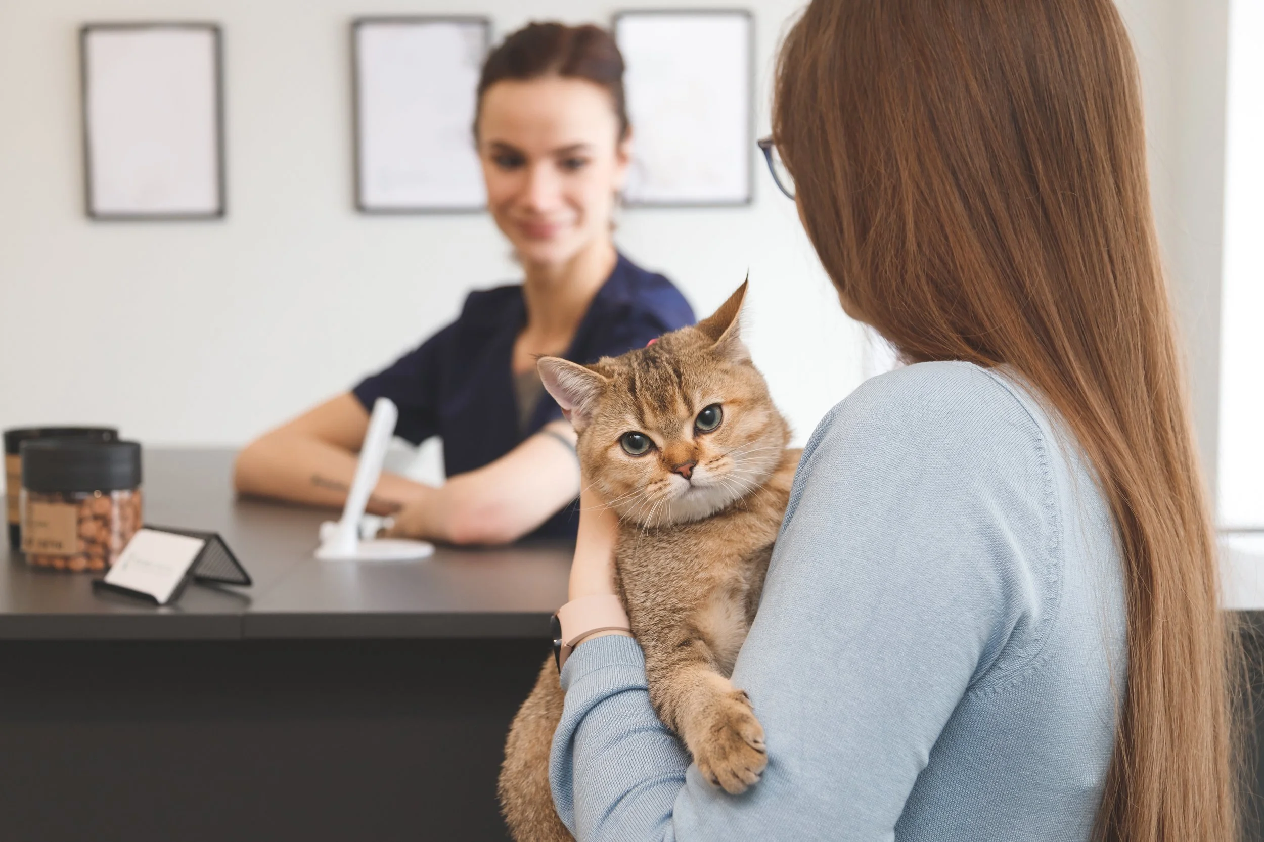 Veterinary Practice Partners Named to Three Newsweek Workplace Rankings