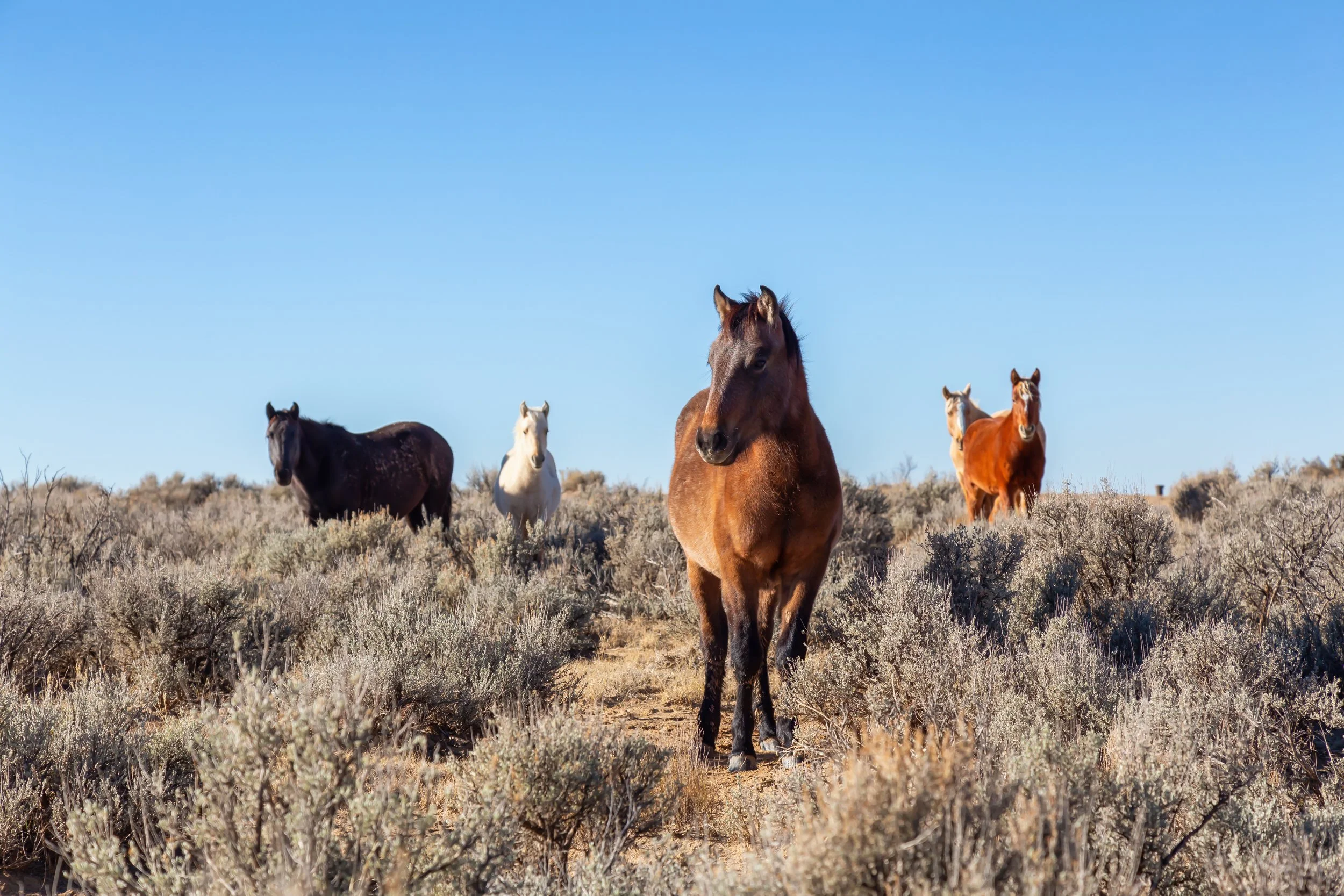 Colorado Just Signed Three New Animal Laws. Here's What Changes, and Why Wild Horses Are Suddenly a National Flashpoint
