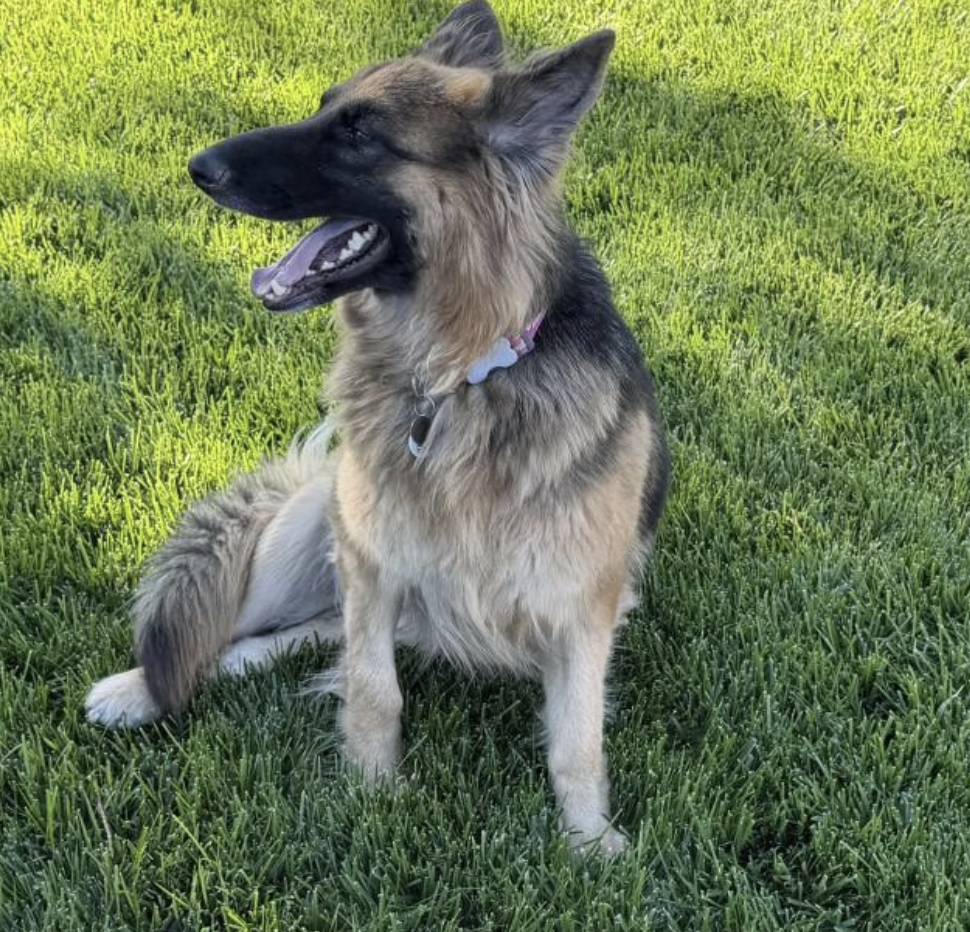 Accessible Veterinary Care Programs Save German Shepherd Hit by Car