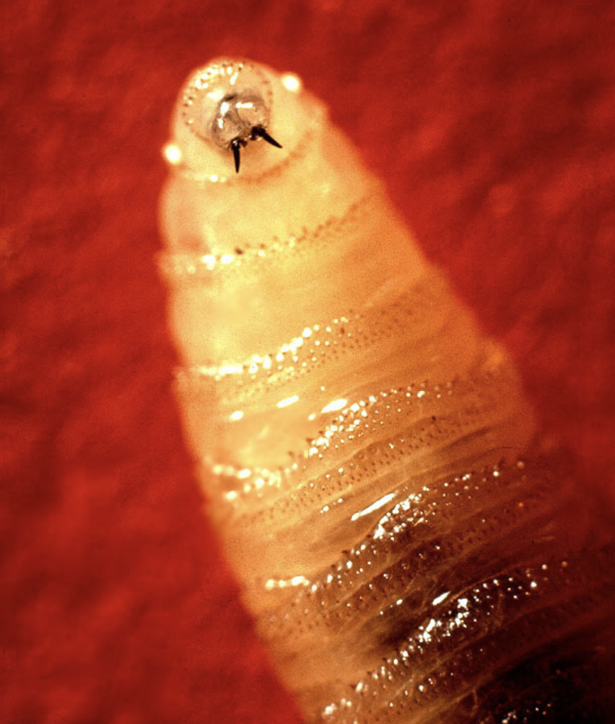 APHIS Approves Release of New World Screwworm Infested Zone in New Mexico