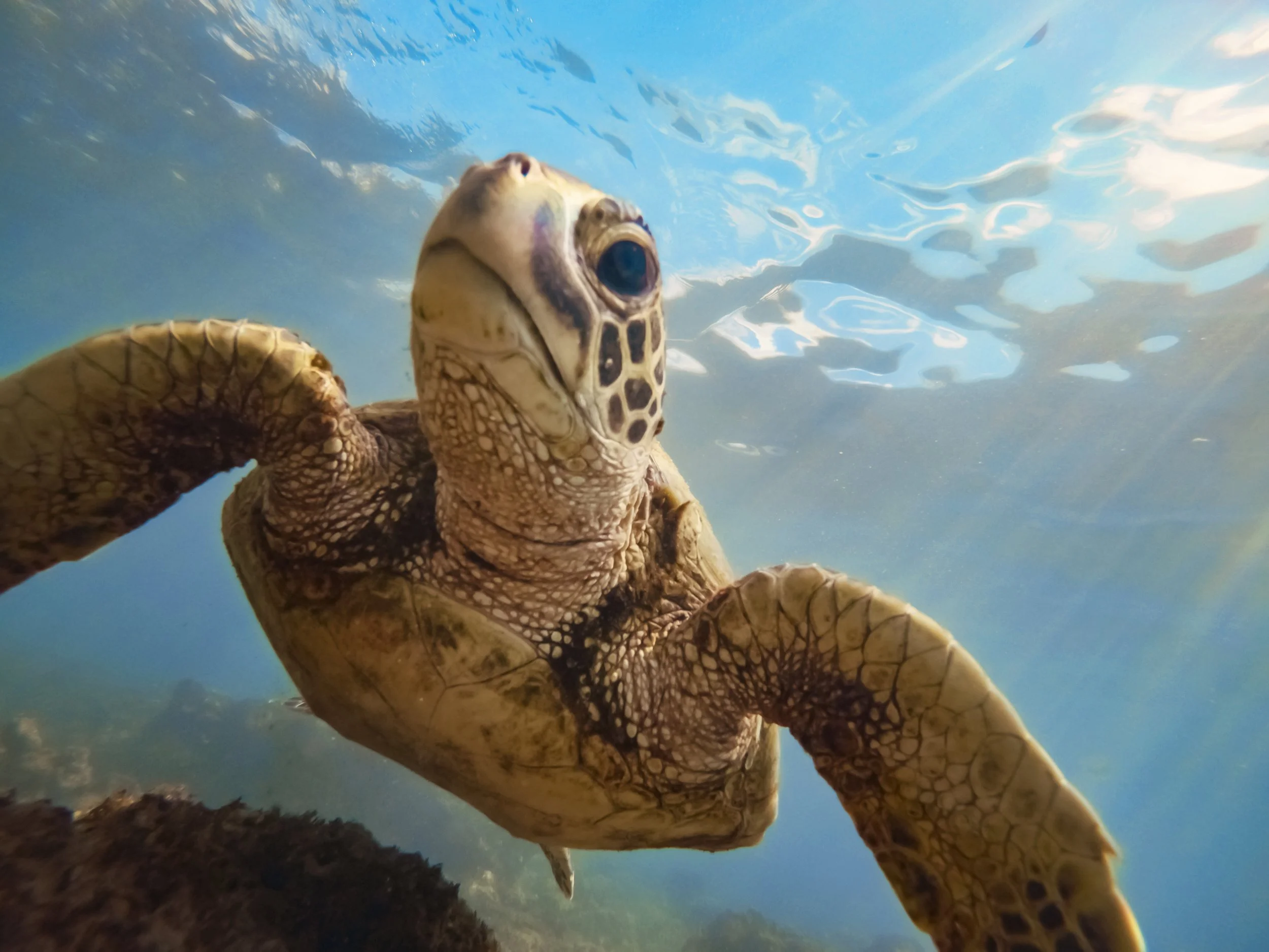 When Human Wound Care Meets Sea Turtle Medicine: The Remarkable Fight to Save Rose