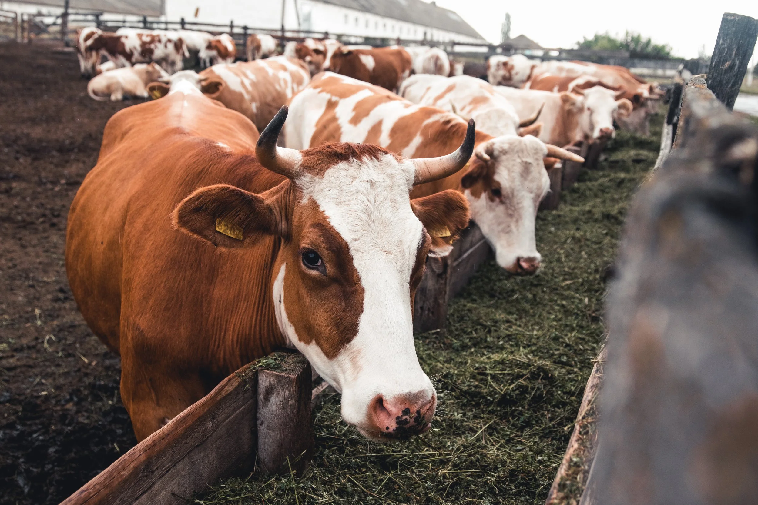 One Million Cattle Records Reveal Where the Fight Against Feedlot Respiratory Deaths Really Begins