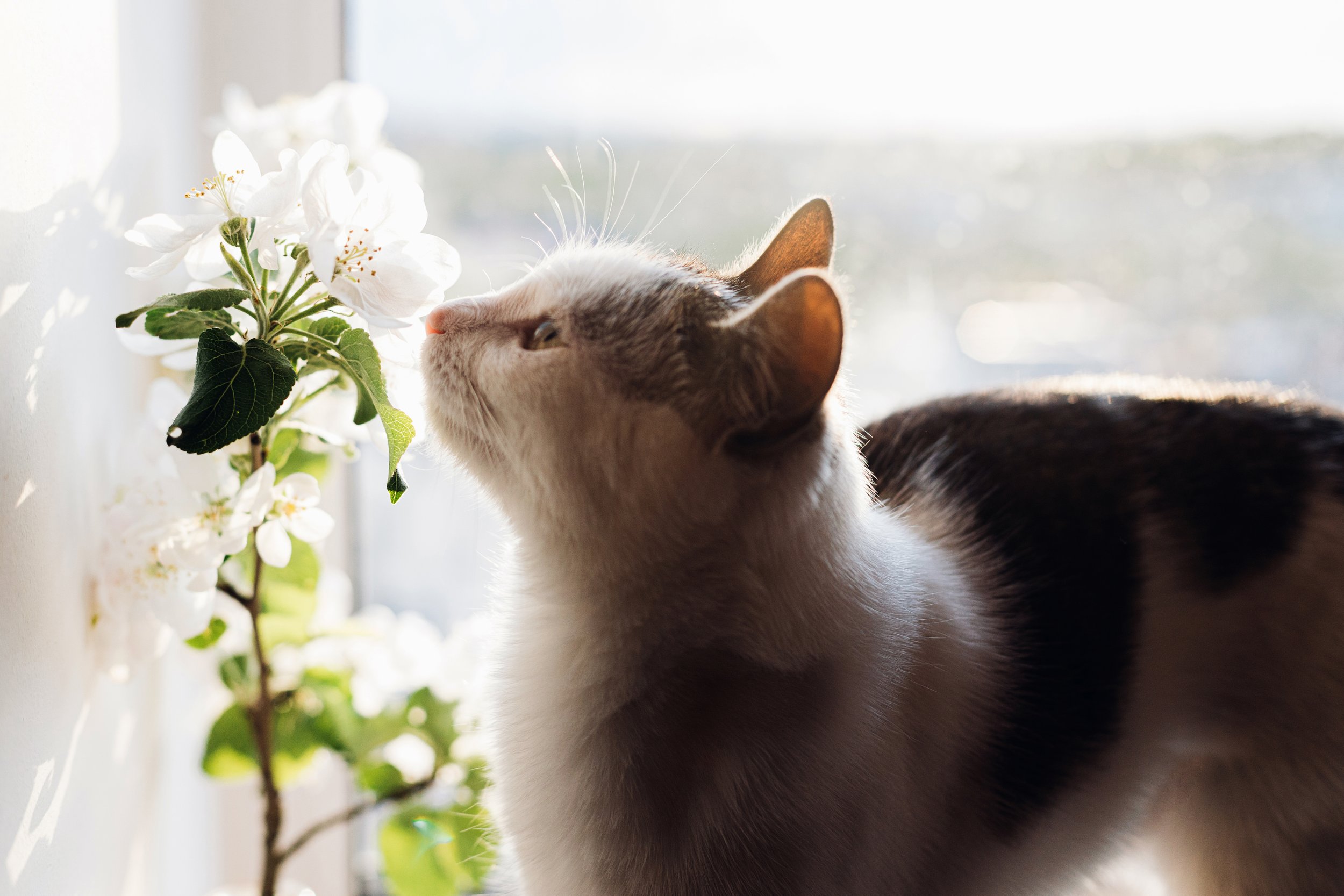 A 100-year-old mystery in the cat kidney may be linked to scent communication
