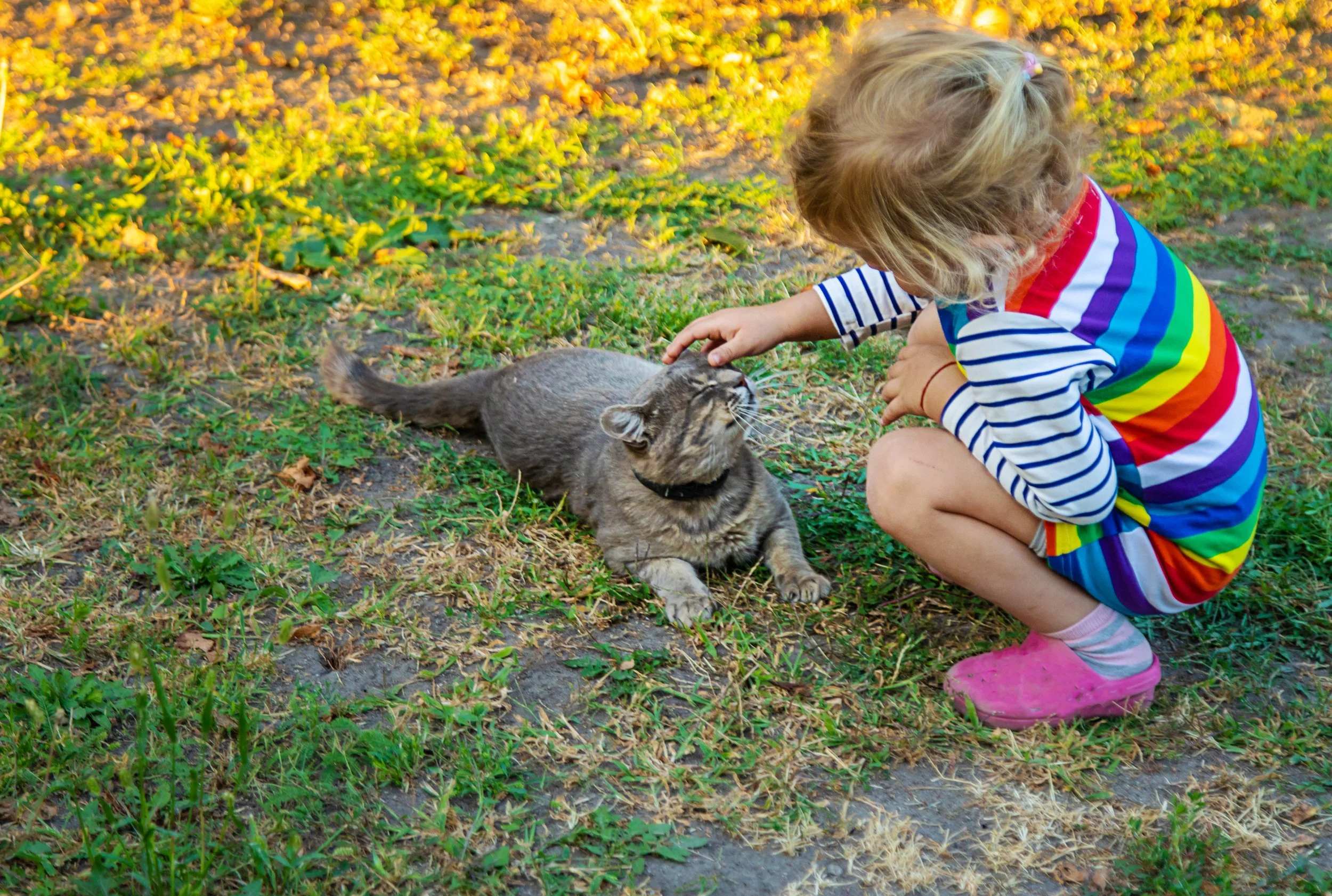 Cat training program helps children with developmental disabilities and cats too!