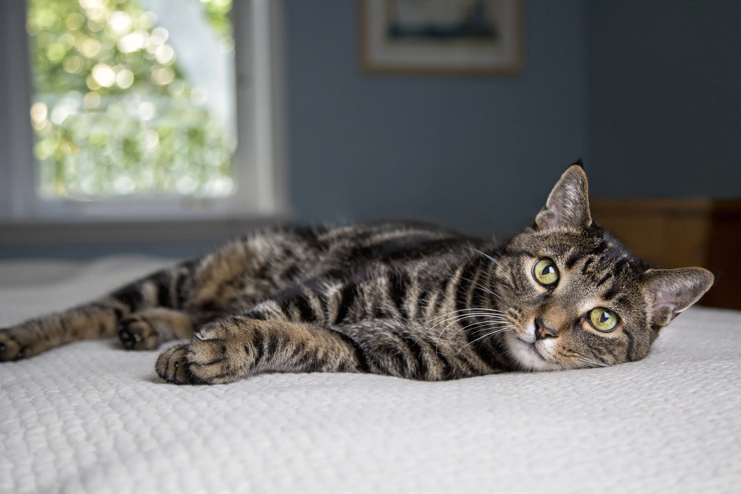 Keeping kitty indoors is not the cat-astrophe that owners fear