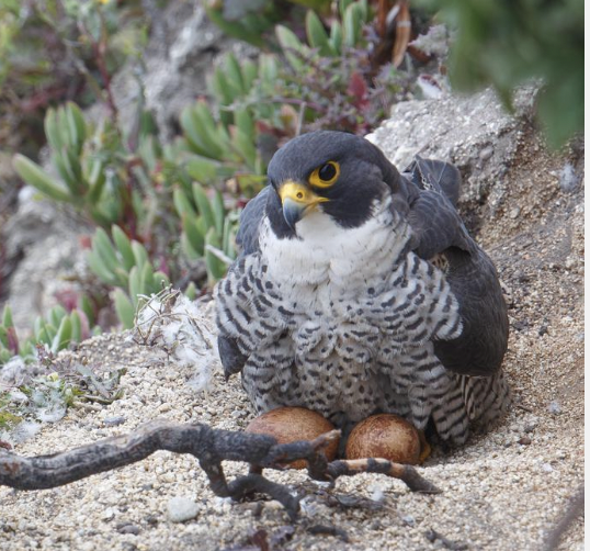 First DDT now the flu: Peregrine falcons in San Francisco Bay area hit hard by H5N1 variant