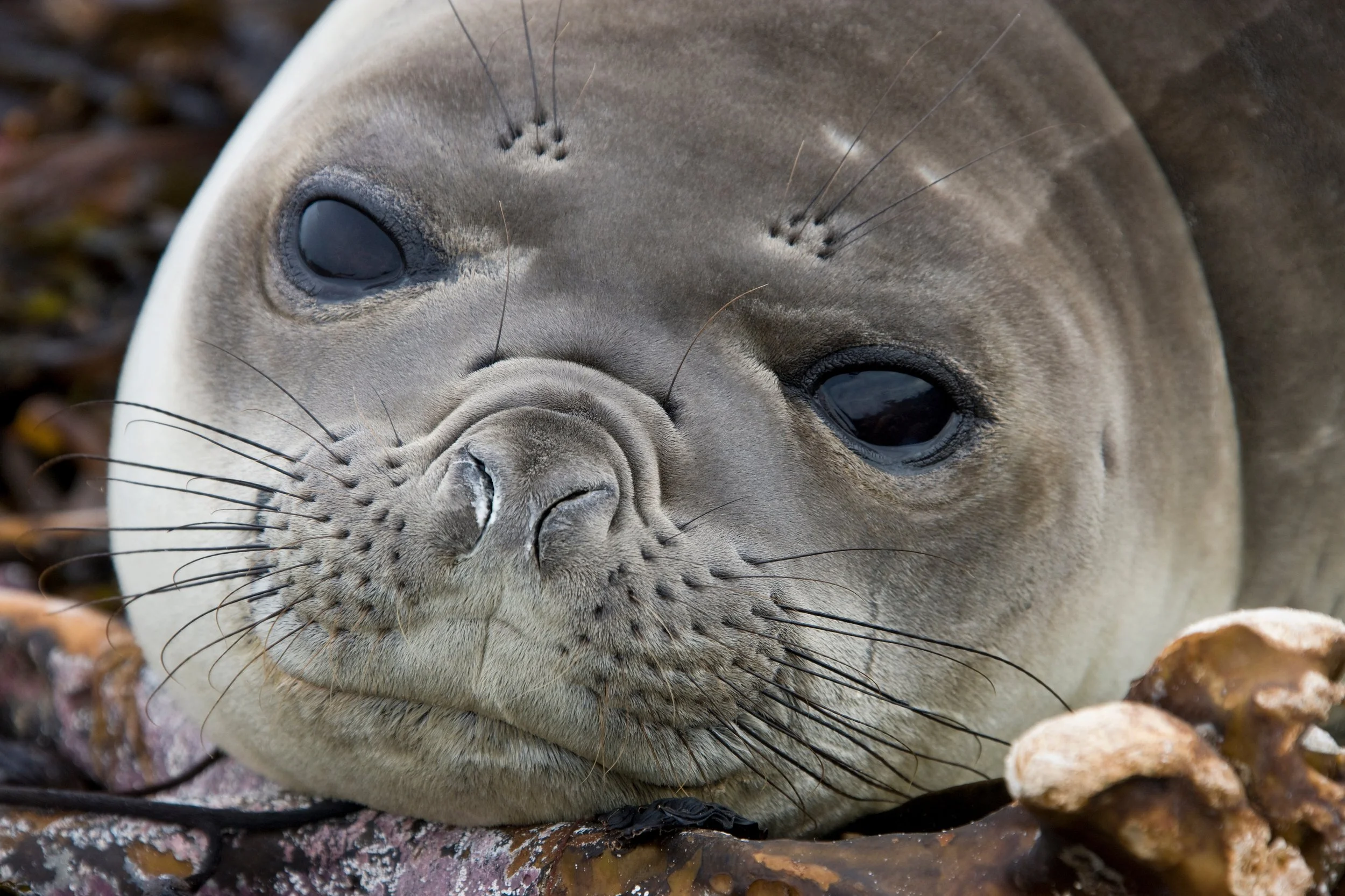 Australia Pulls Scientists From Remote Island as Seal Die-Off