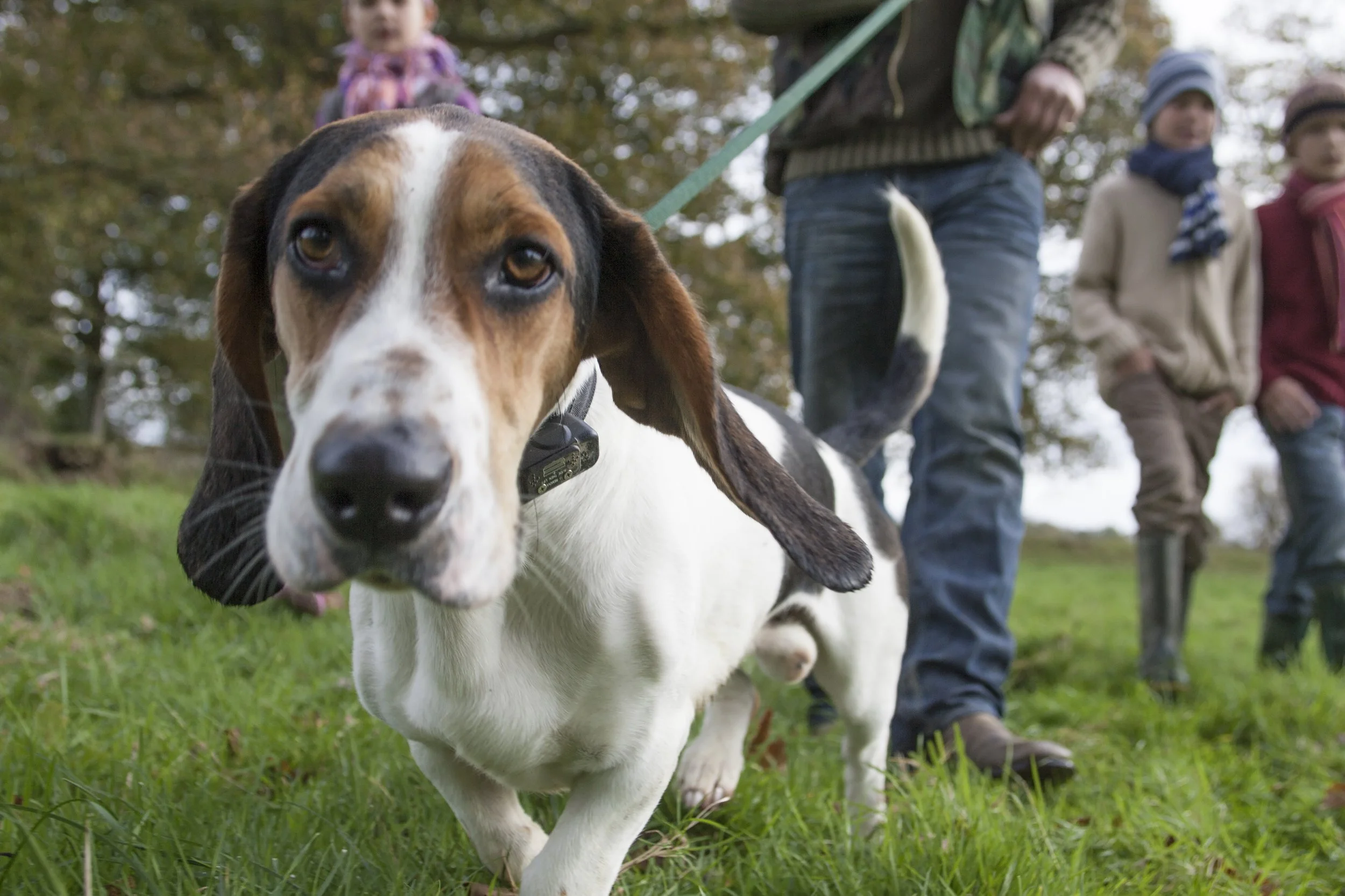 Distracted dog walkers may be putting wildlife and livestock at risk, study finds