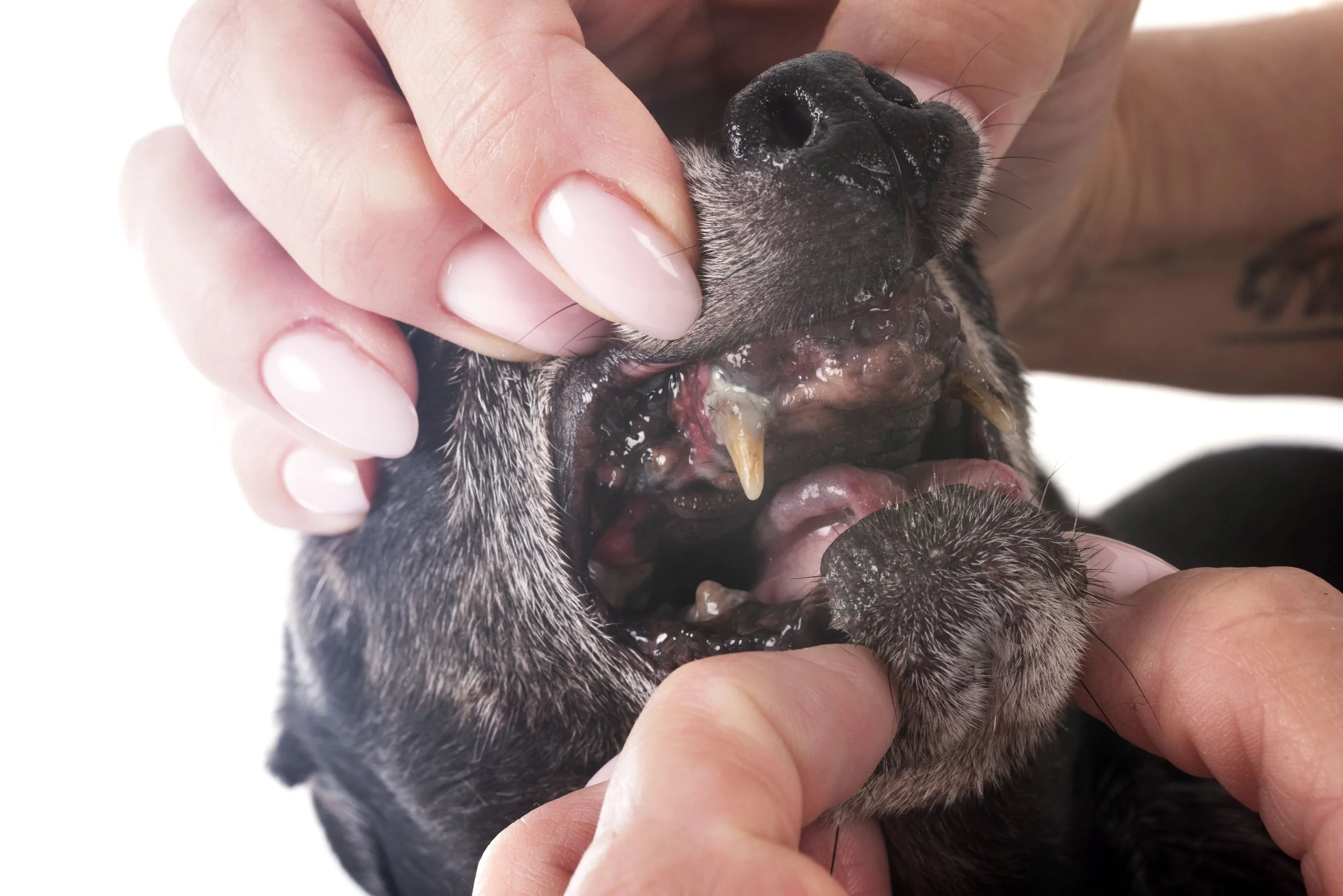 This $150 3D-Printed Laryngoscope Is Changing How Vet Students Learn to Intubate Goats