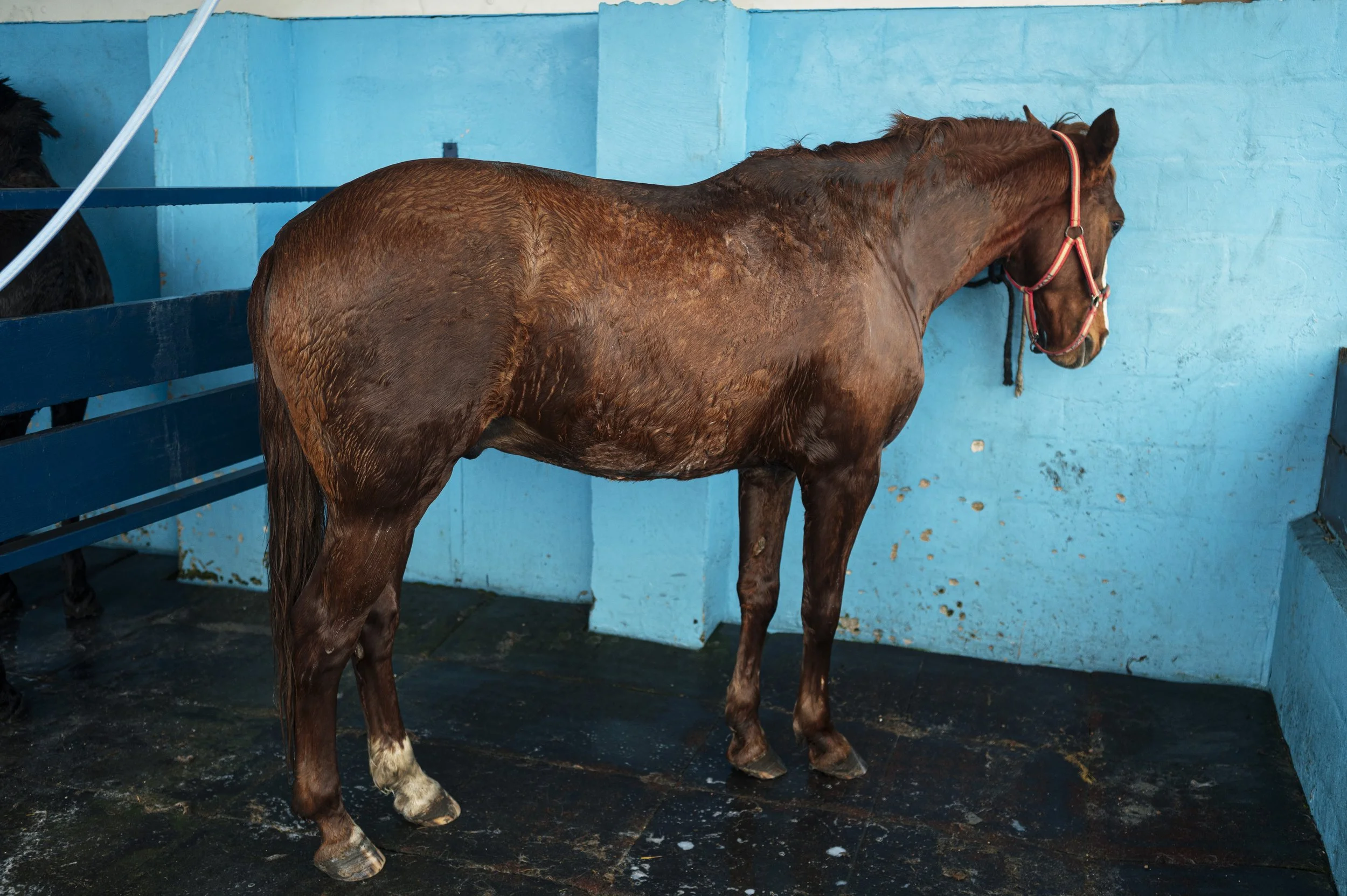 Blood test falls short in quest to detect gastric ulcer pain in horses