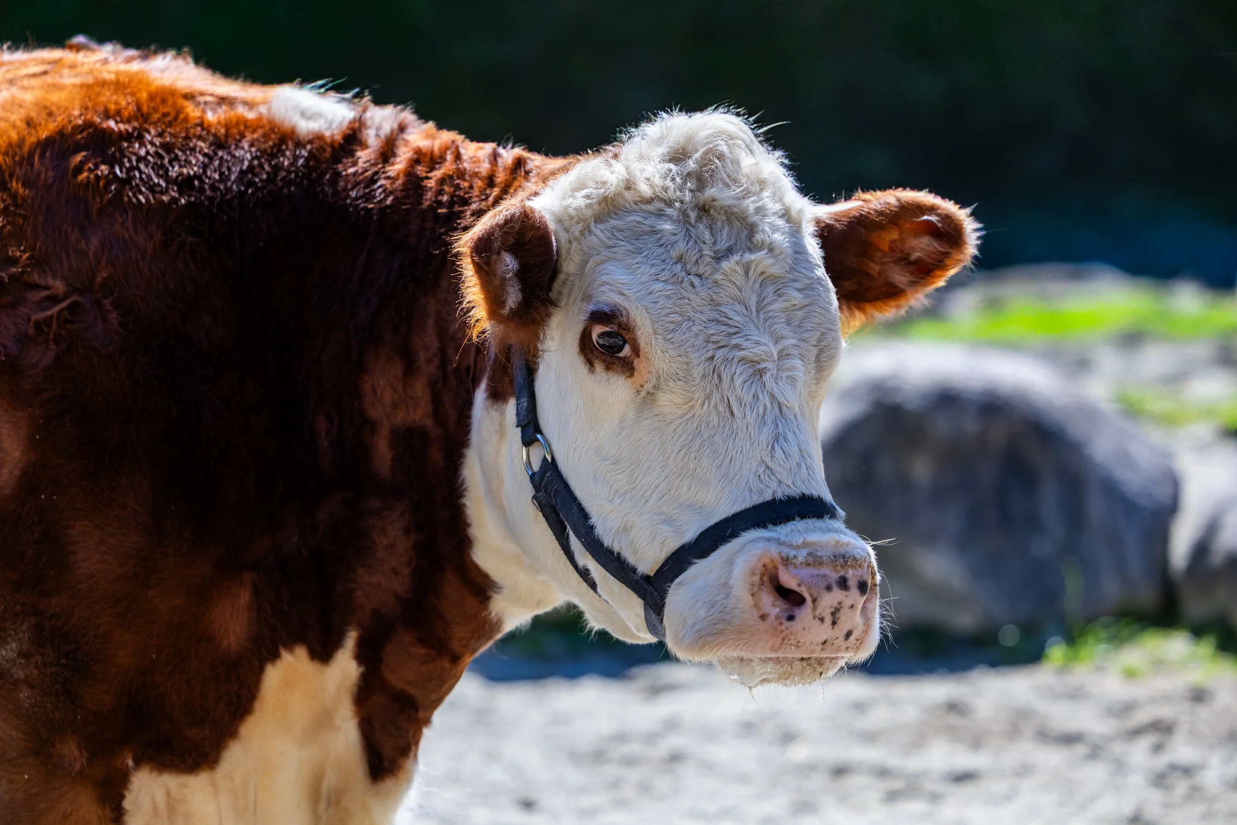 A Rabid Cow in Minnesota Just Became a PPE Wake-Up Call for Two Vets and Three Techs