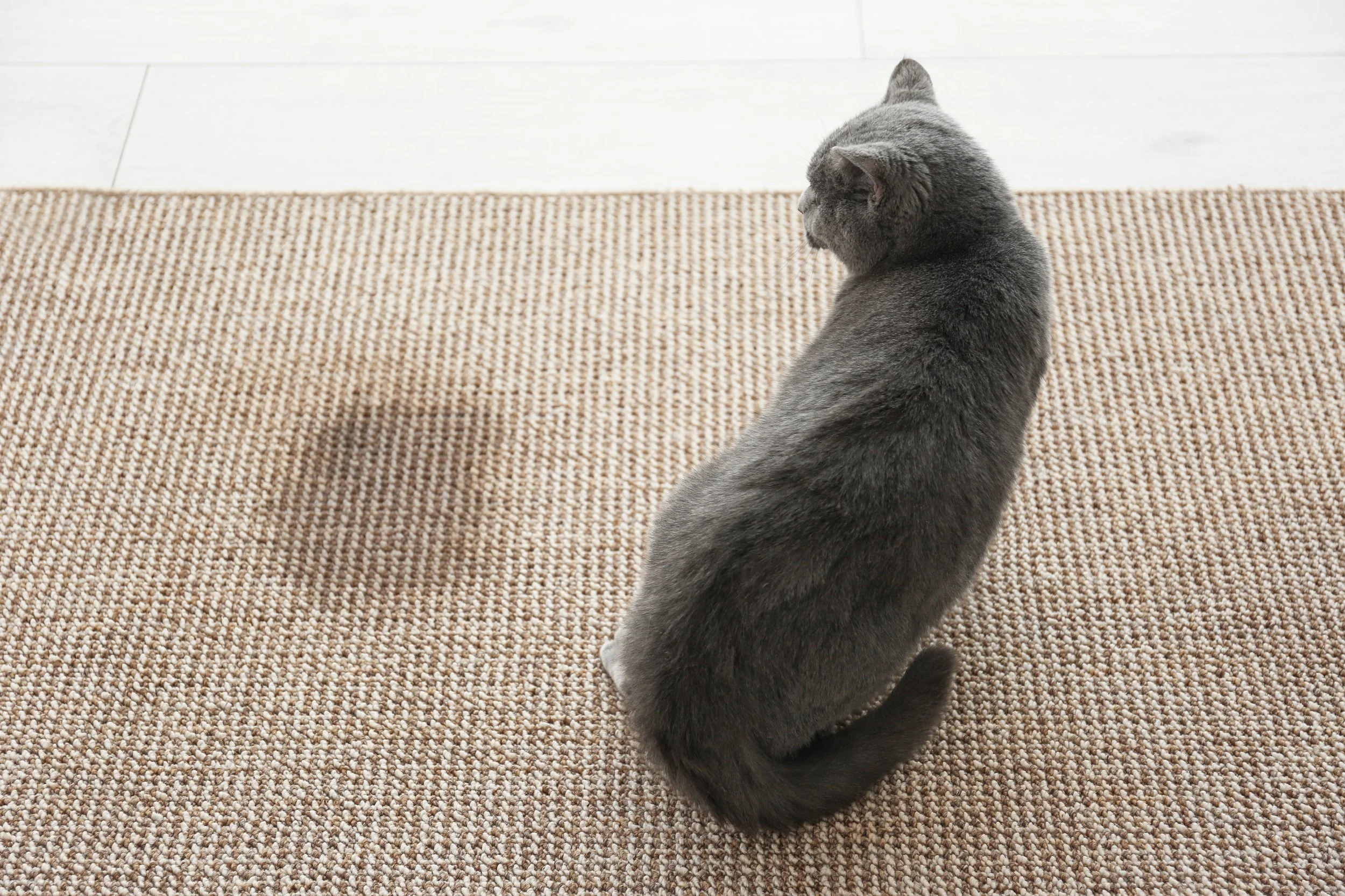 Cats Have Been Leaving Each Other Chemical Voicemails This Whole Time