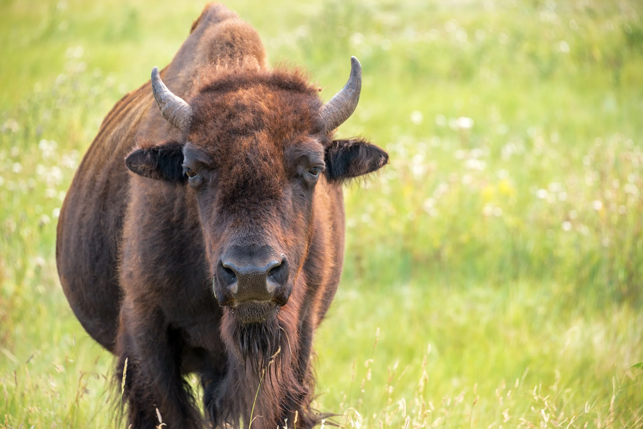 Bison Parasites are Betting on Scheduled Deworming