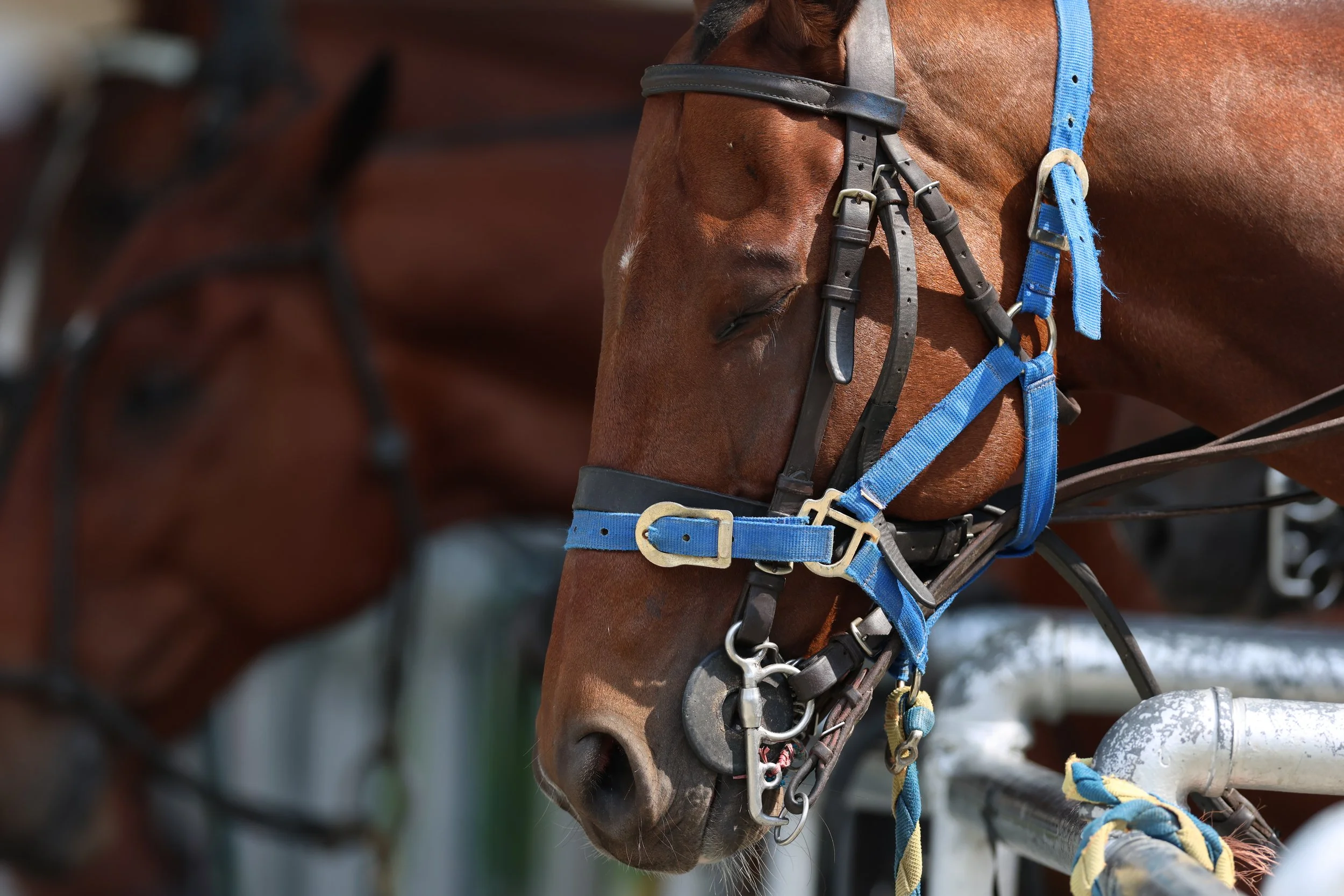 Kayli Woodward Spent Her Summer Hunting for a Biomarker That Could Change Horse Racing