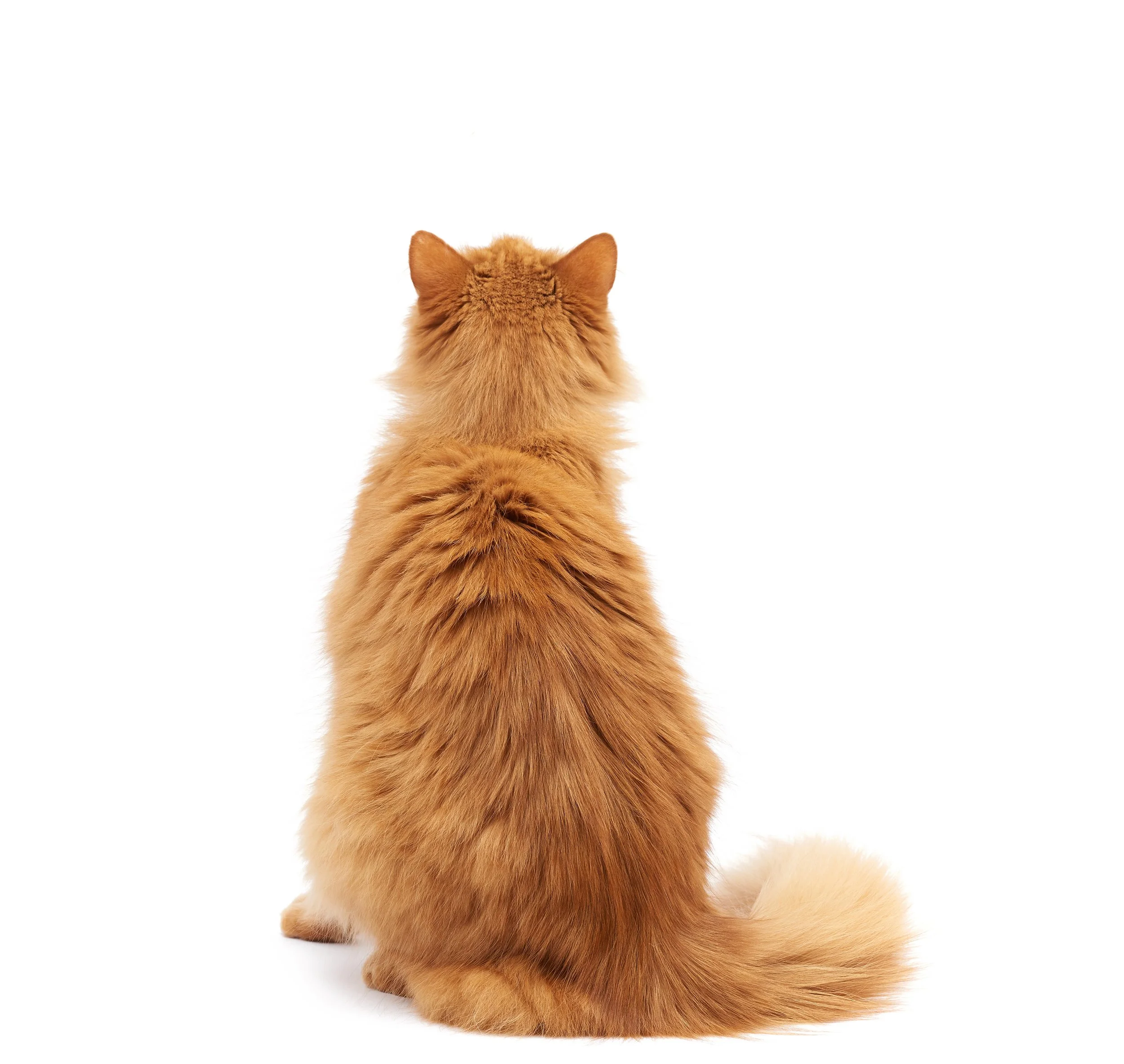 Gary and Shaggy Just Made Feline Medical History
