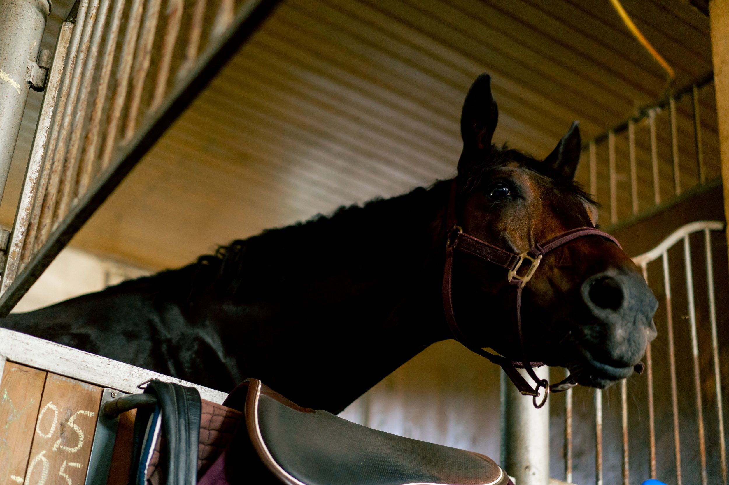 Pea the Mare Just Became the First Horse Treated With Sound Waves Instead of a Scalpel