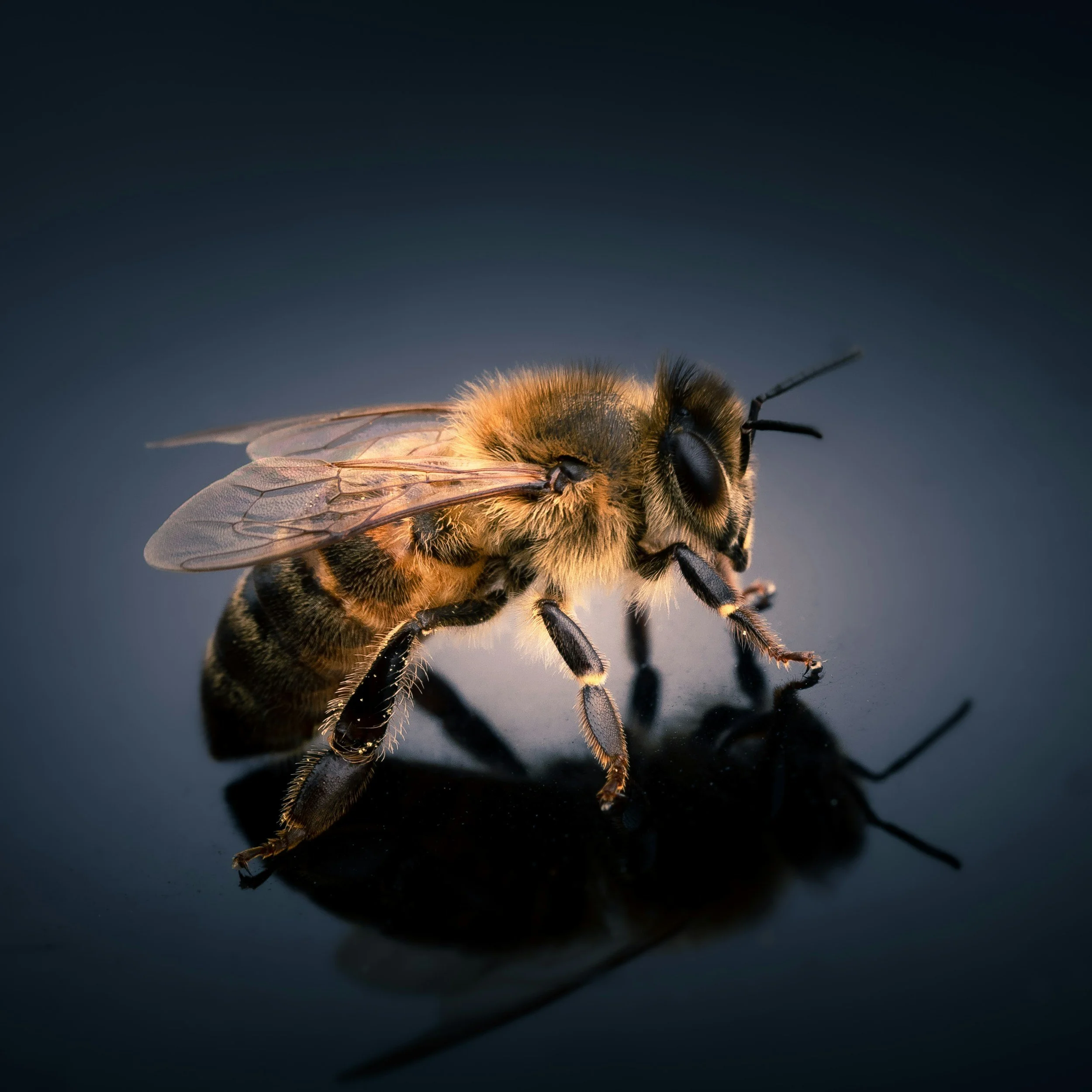 Cornell Webinar Takes on the Growing Global Threat to Insect Pollinators