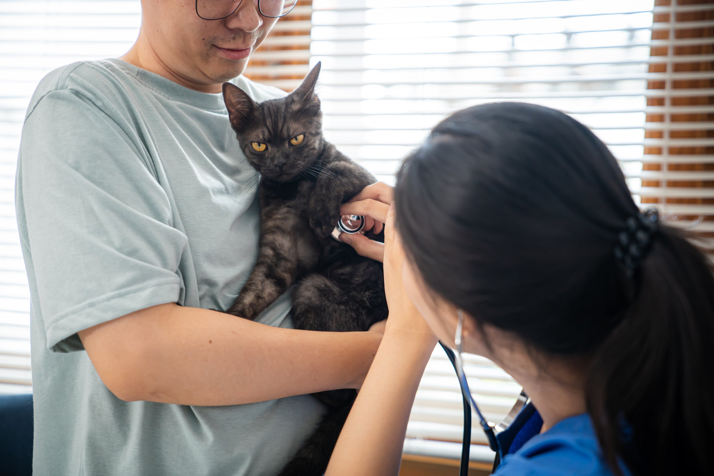Landmark Study Reveals Cats at Higher Risk in Veterinary Safety Events, Highlights Anesthesia Errors