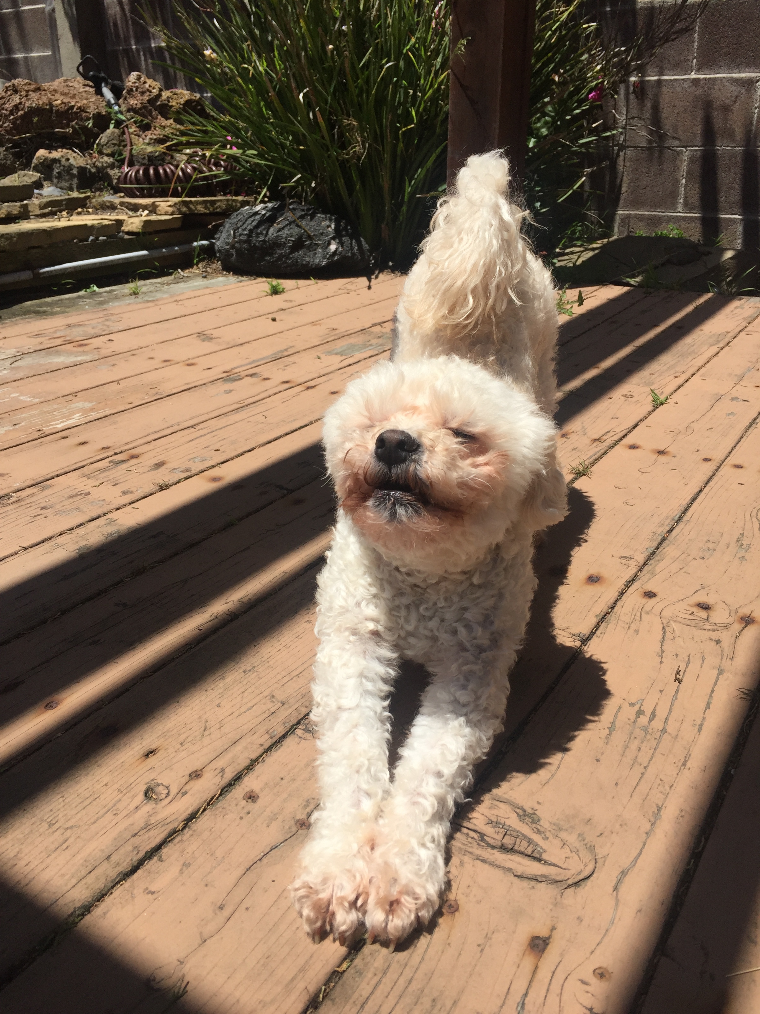 Living in SF with a Dog