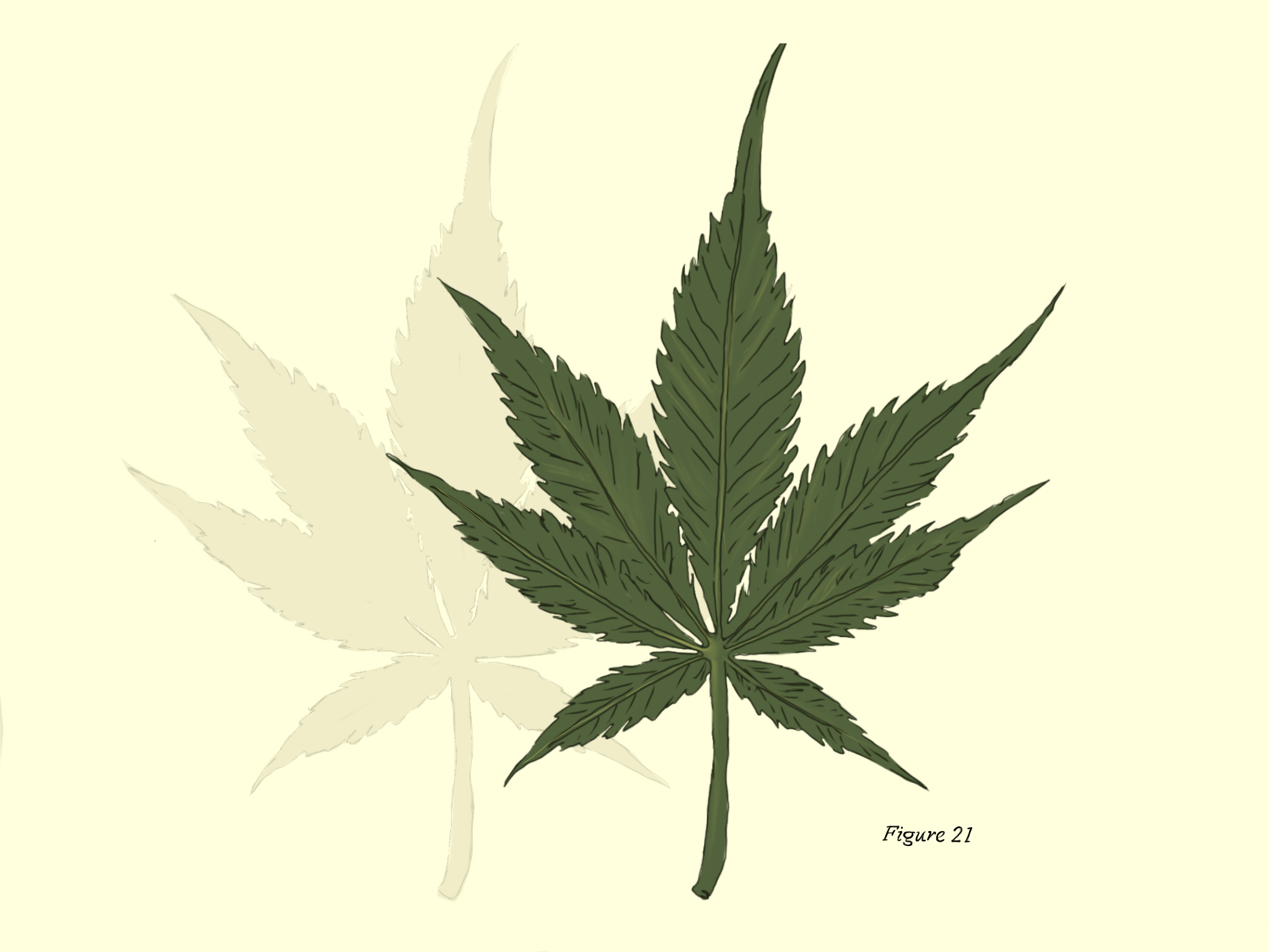  Cannabis in Quebec: Why raise the legal age limit?