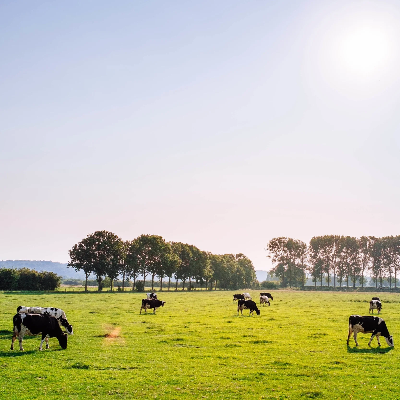 Do International Trade Deals Help or Hinder Canadian Dairy?