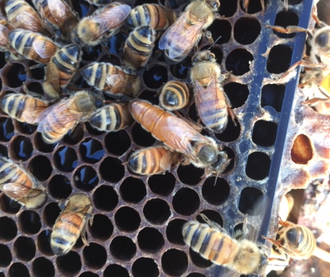 Do I Have An Old Queen Bee Or A New Young Queen Bee Newly Mated Italian Queen Bee Plump Lightly Beecroft New Zealand Queen Bees And Bee Hives