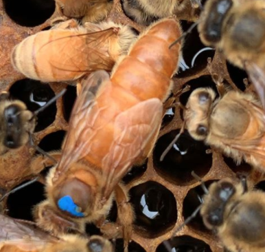 Queen Bee Overview About Bees Honey And Manuka Honey Beecroft New Zealand Queen Bees And Bee Hives Queen Bee Overview About Bees Honey And Manuka Honey Beecroft New Zealand Queen Bees And Bee Hives