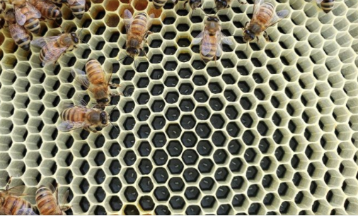 Queen Bees Laying Workers And Laying Worker Bees Br Identification Mated Queen Bee Introduction Beecroft New Zealand Queen Bees And Bee Hives