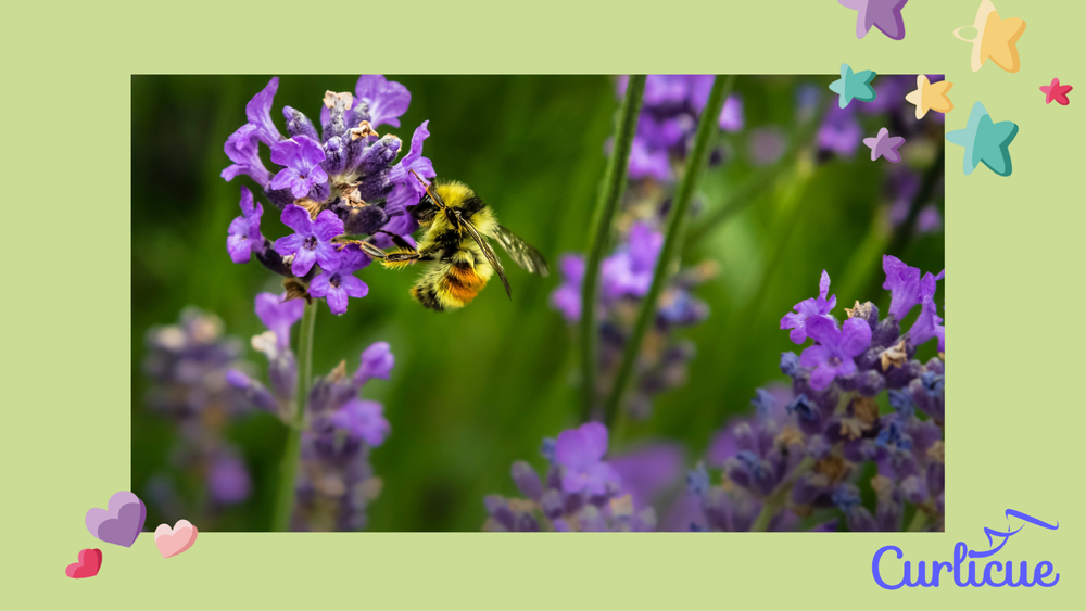 Did you know that bees can’t see all colours but they can see purple?  That’s why they love lavender!